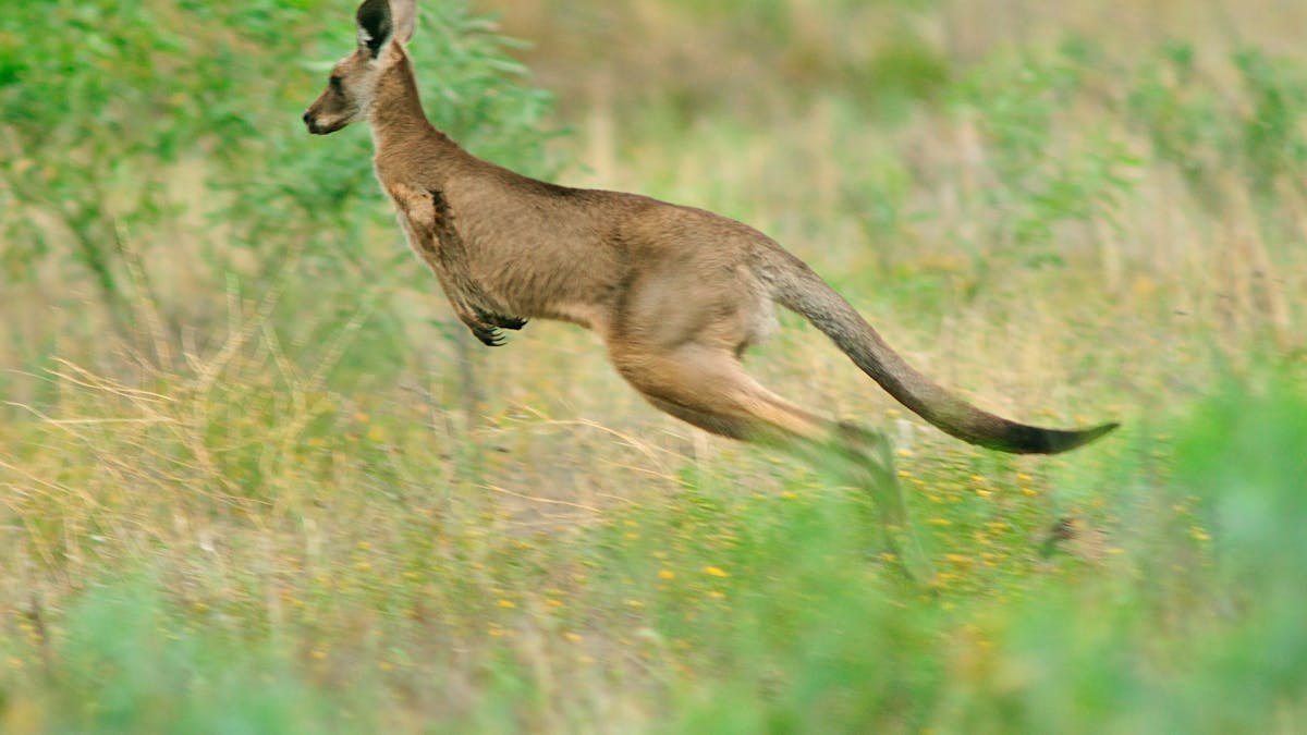Western Grey kangaroo in open grassland/shrubland on Bowra Wildlife Sanctuary
