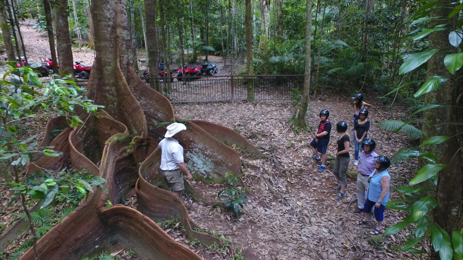 ancient trees in daintree rainforest