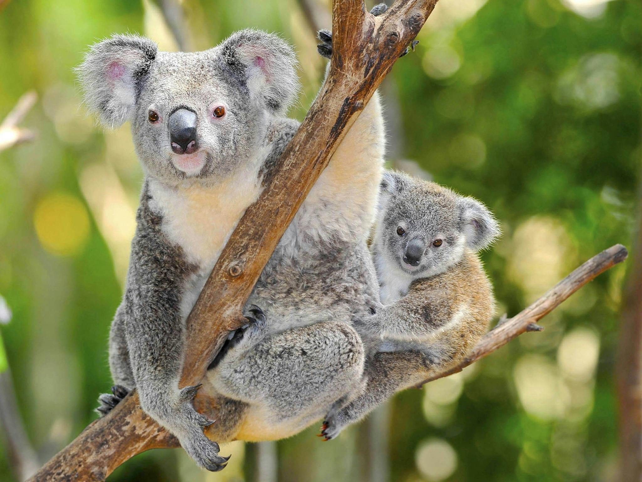 A Koala and Mother in a tree
