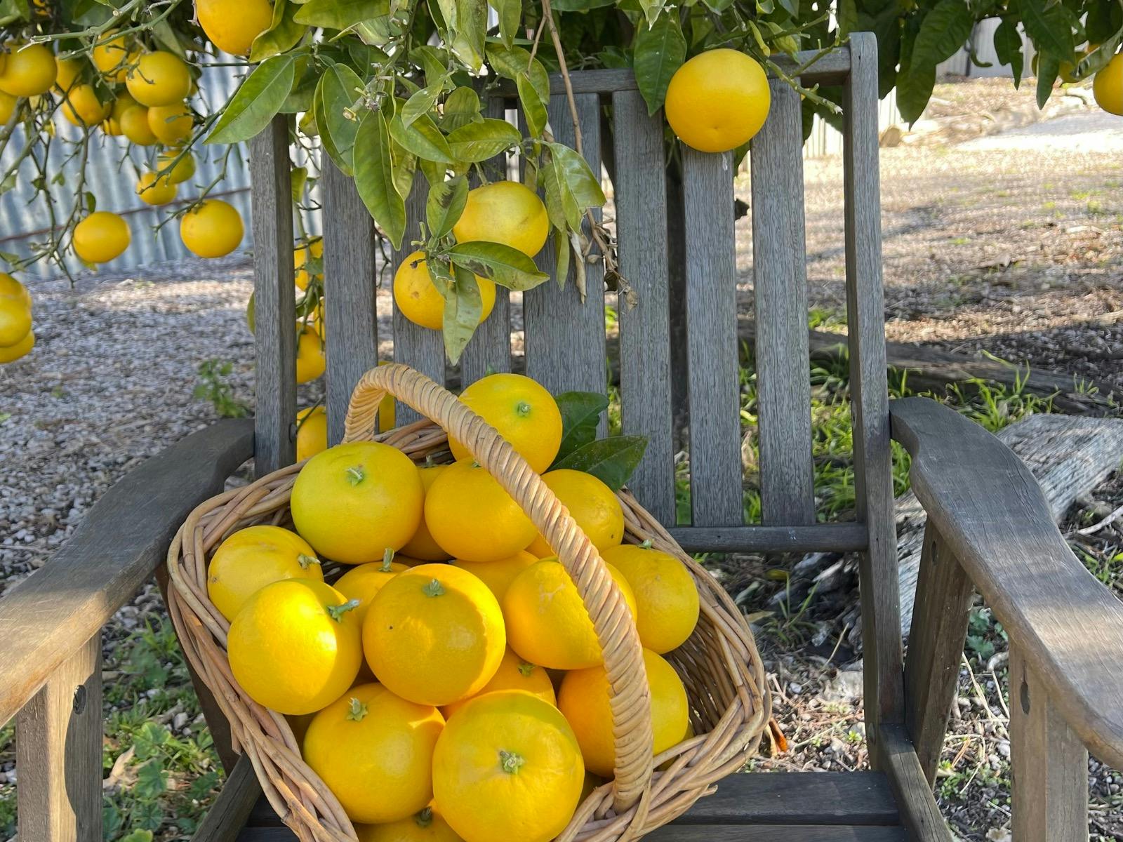 Fresh Lemons