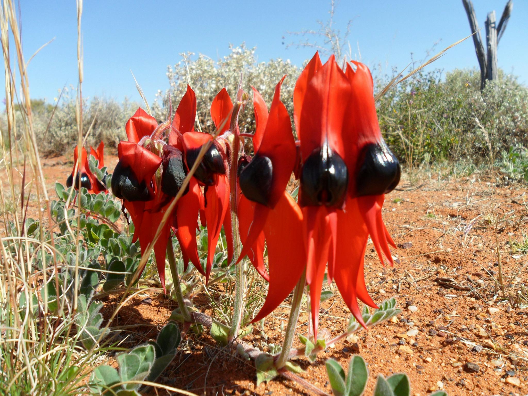 Sturt Desert Pea, Great Central  Road, Western Australia