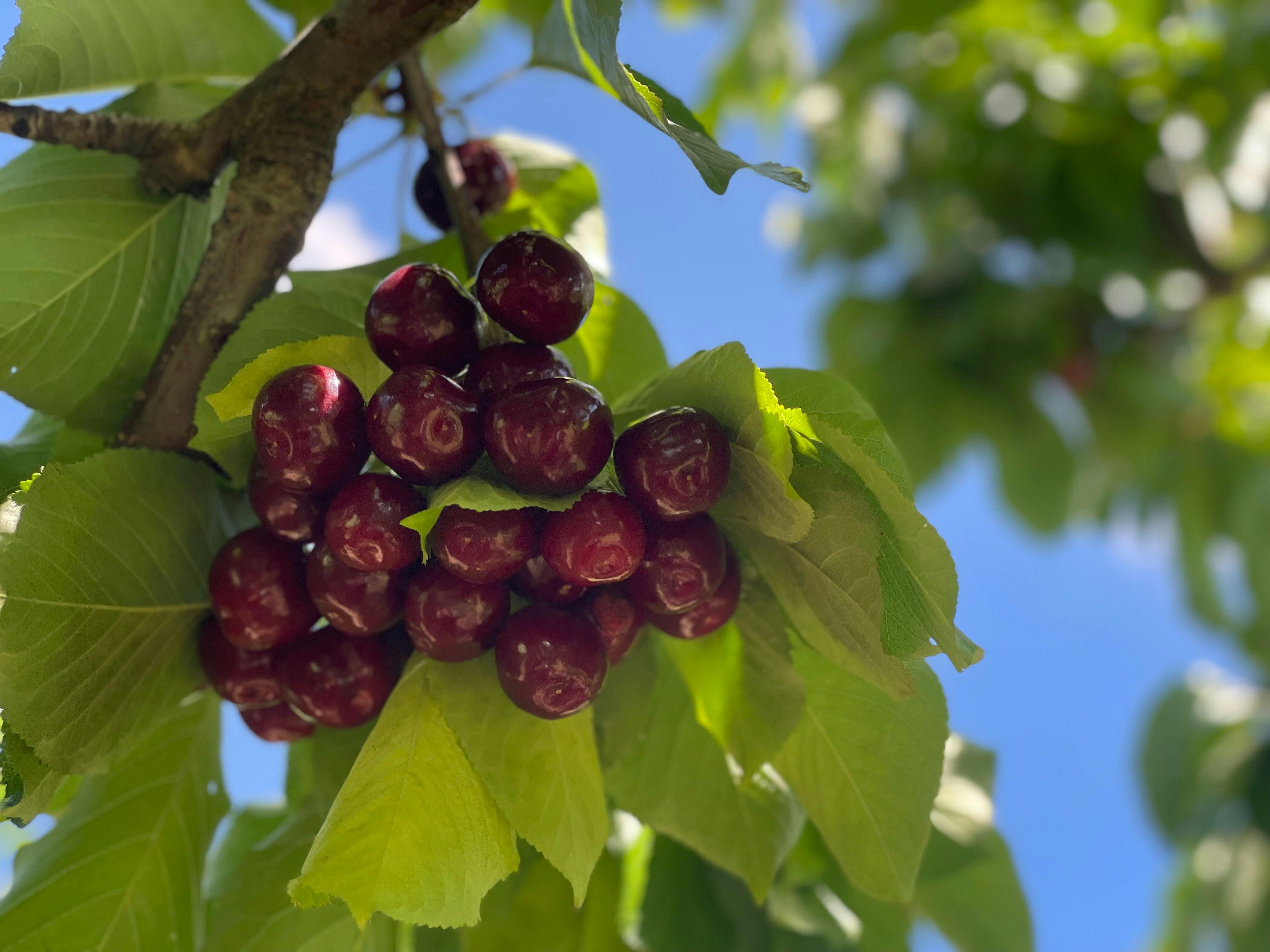 Bunch of juicy cherries on the trees just waiting to be picked