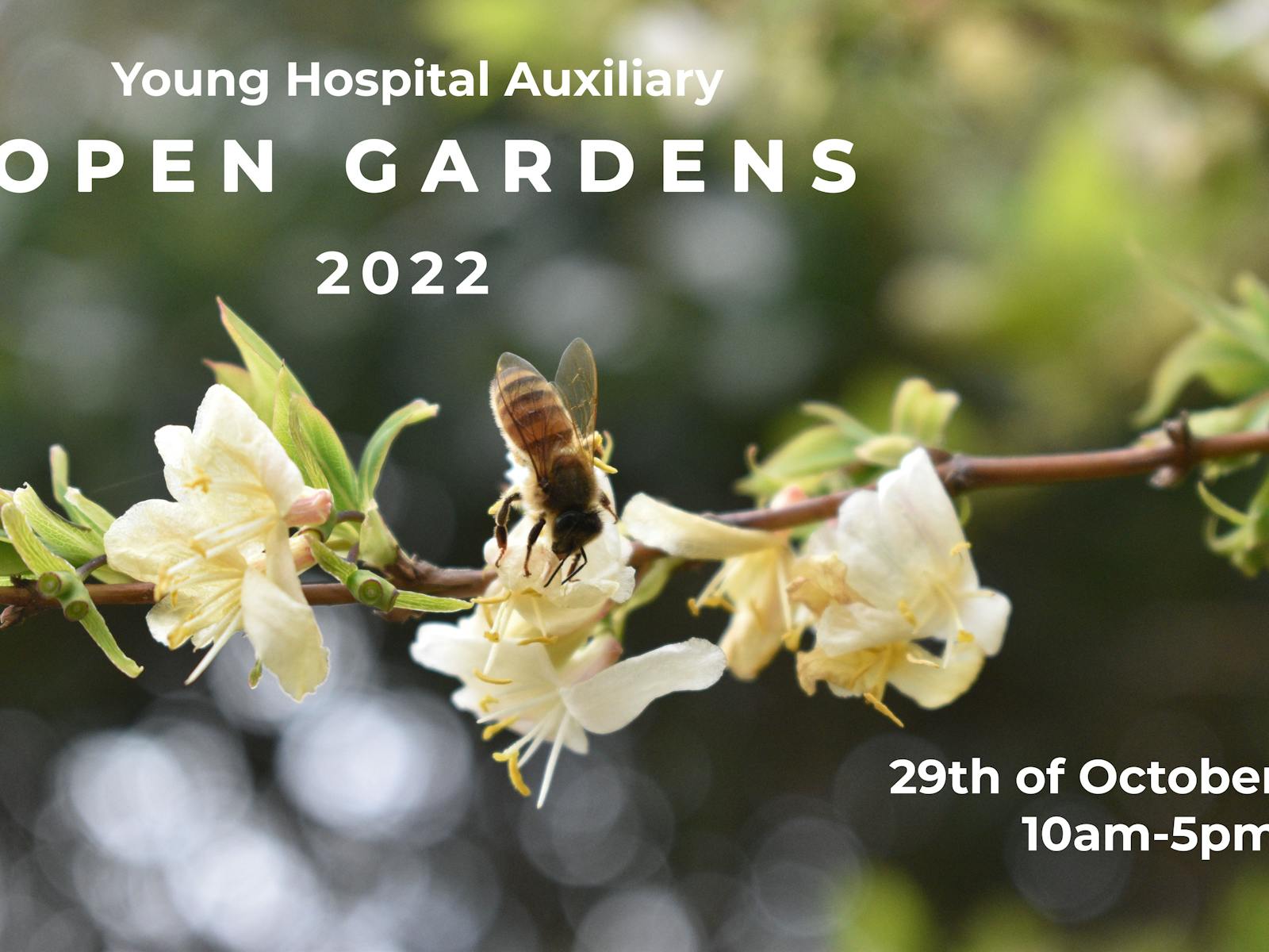 Image for Young Hospital Auxiliary Open Gardens