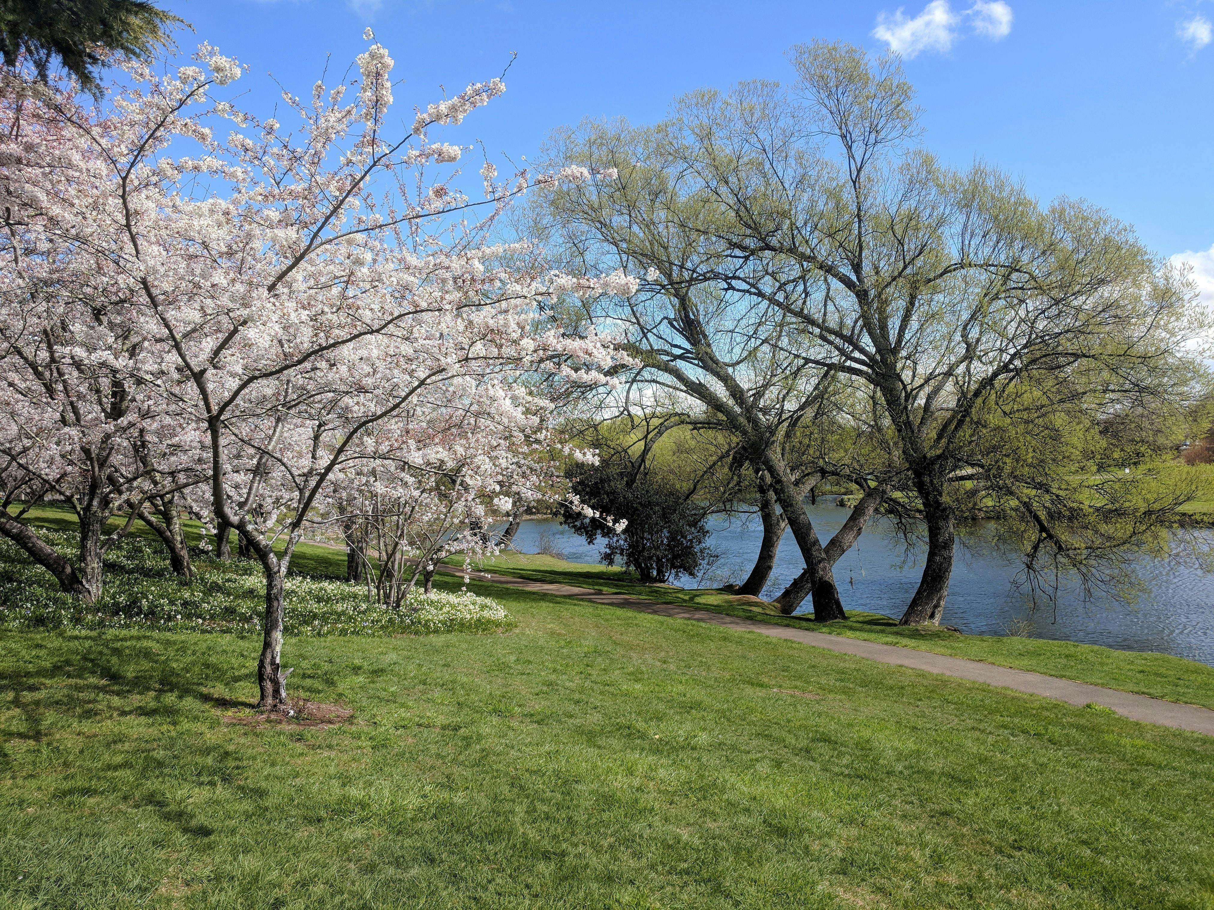 Blossoms out on trees along the Meander River foreshore.