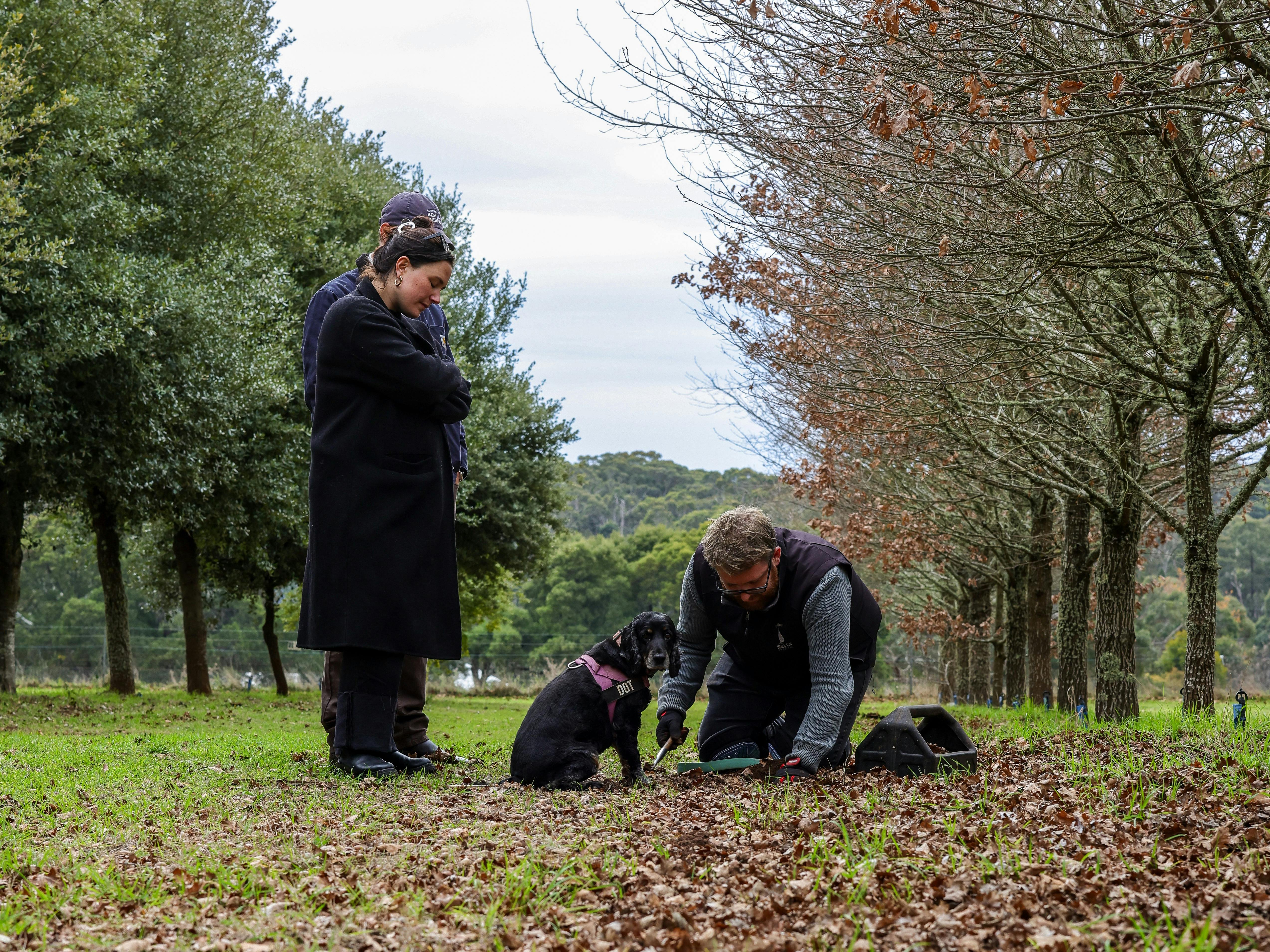 From Earth to Glass: Truffles and Spirits