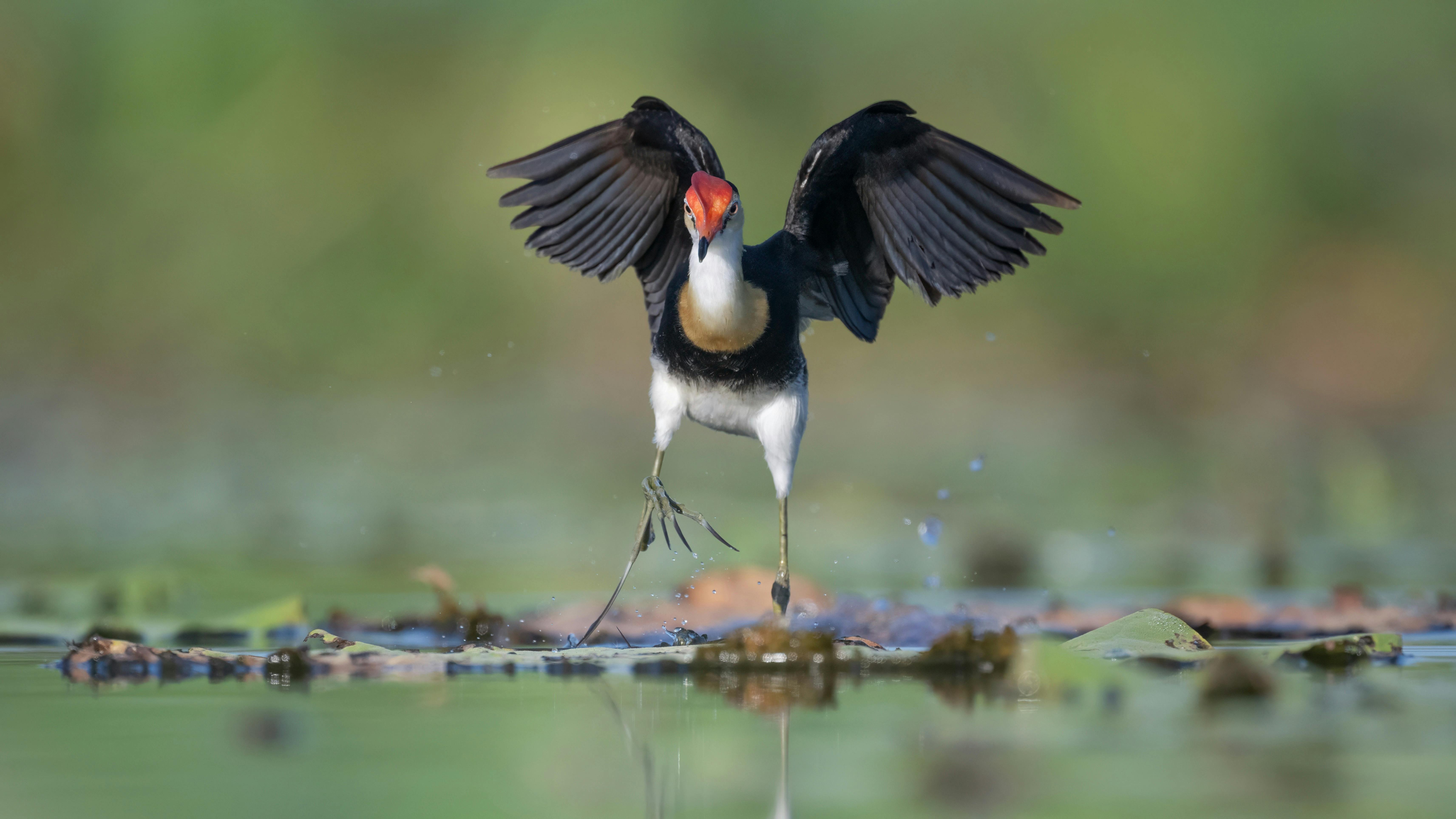 Comb-crested Jacana