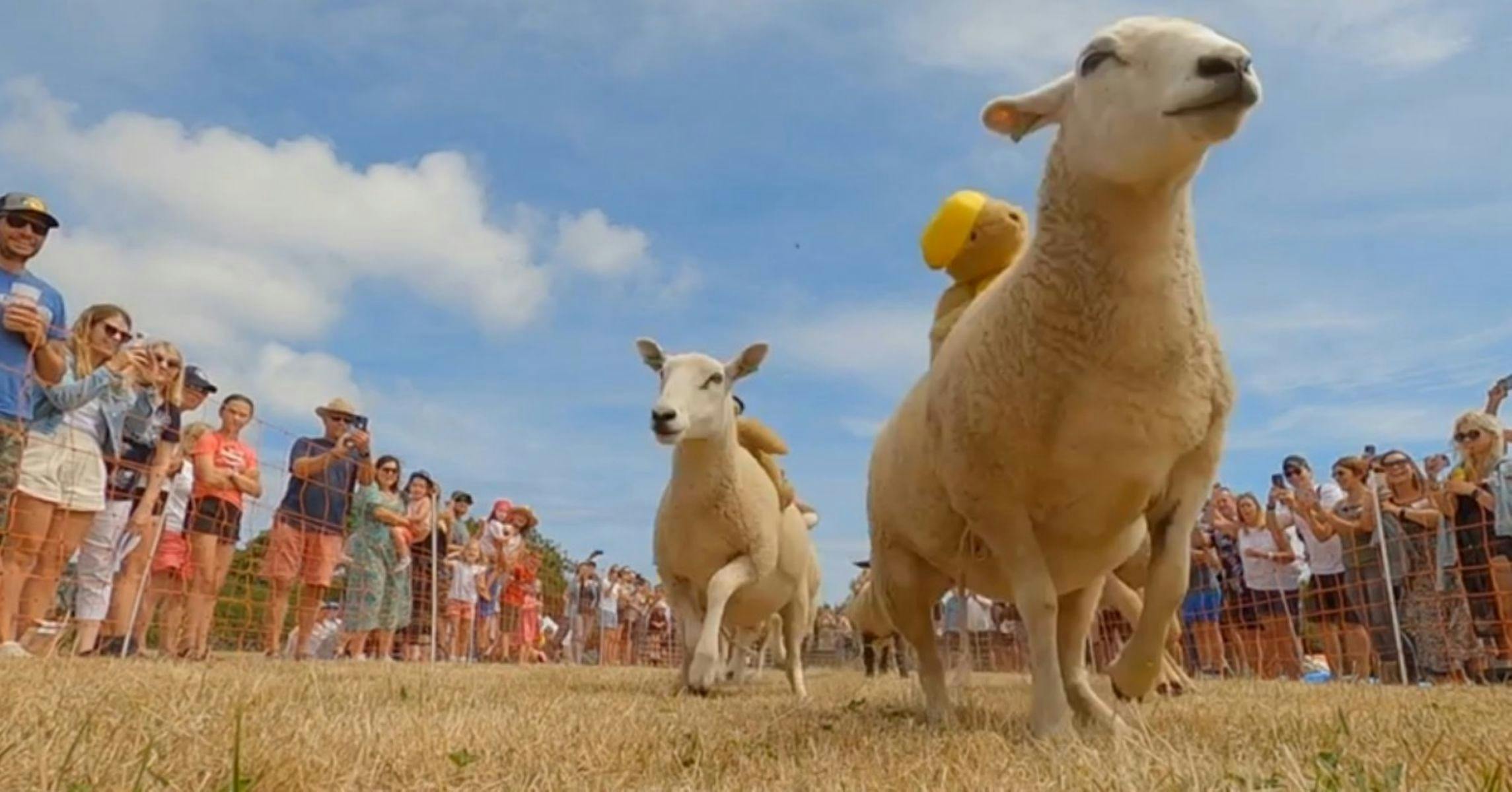 Wakool Sheep Races