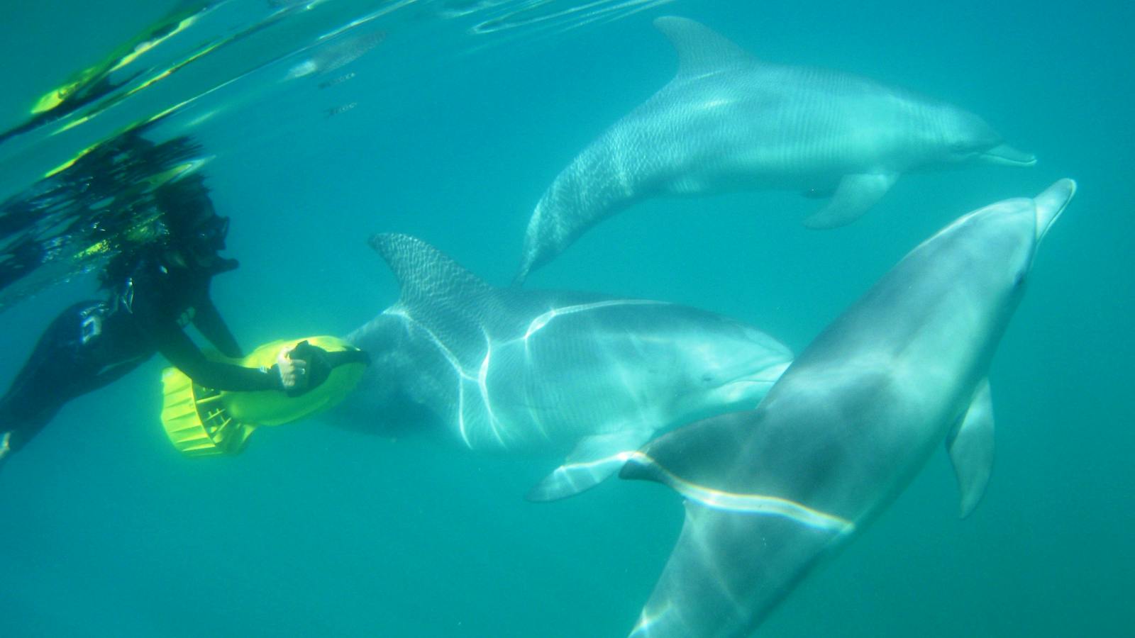 Rockingham Wild Encounters, Rockingham Beach, Western Australia