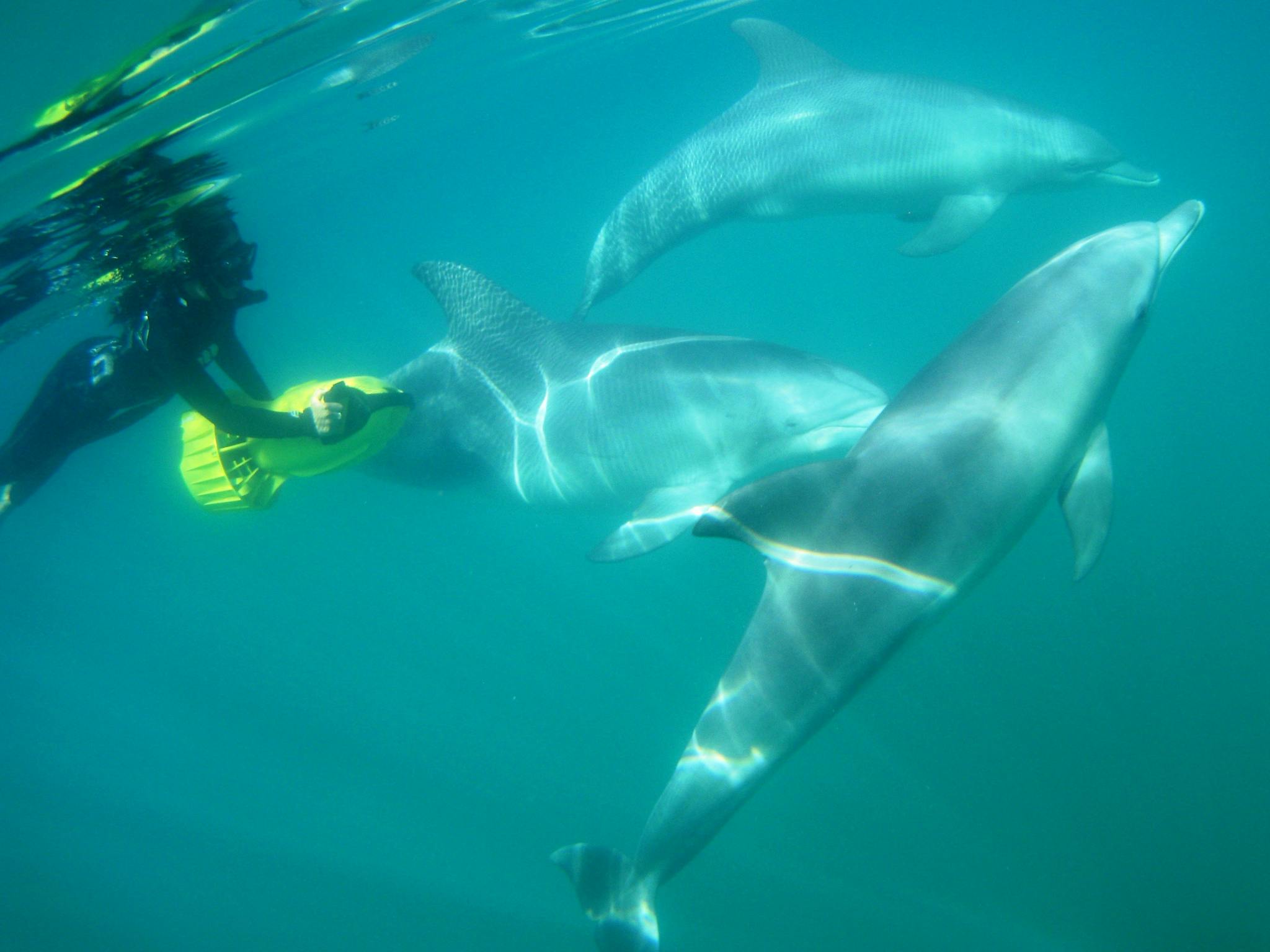 Rockingham Wild Encounters, Rockingham Beach, Western Australia