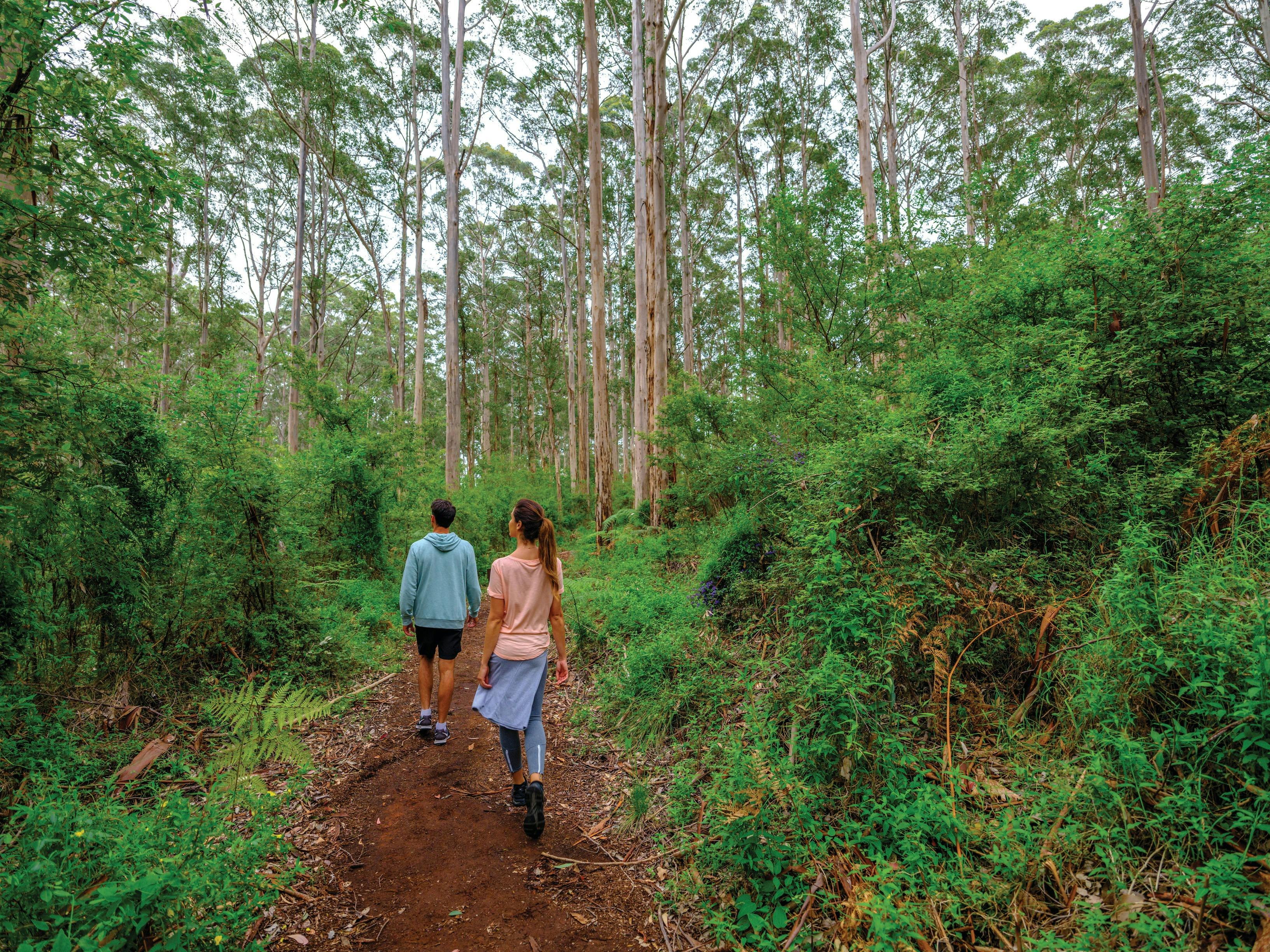 South West and Golden Outback itinerary, Pemberton, Western Australia