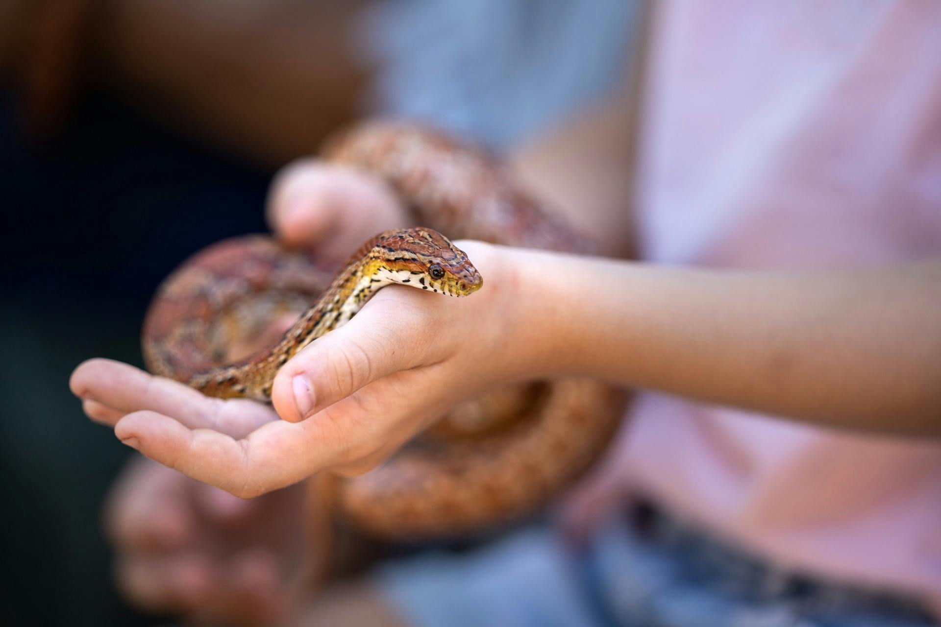 Reptile Handling