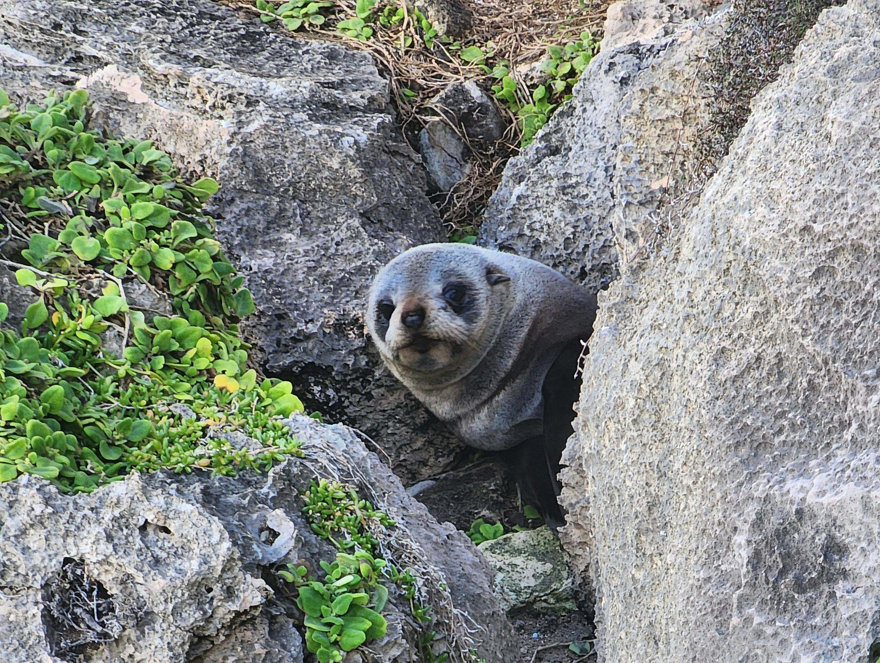 Seal pup in the rocks at Admiral's Arch, Flinders Chase National Park, Kangaroo Island