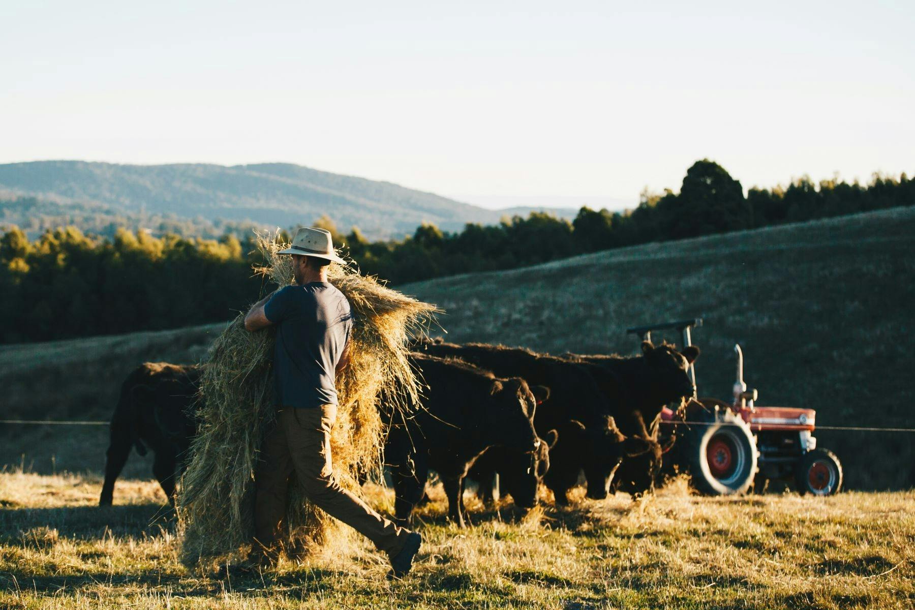Man carrying hay with cows and tractor in background