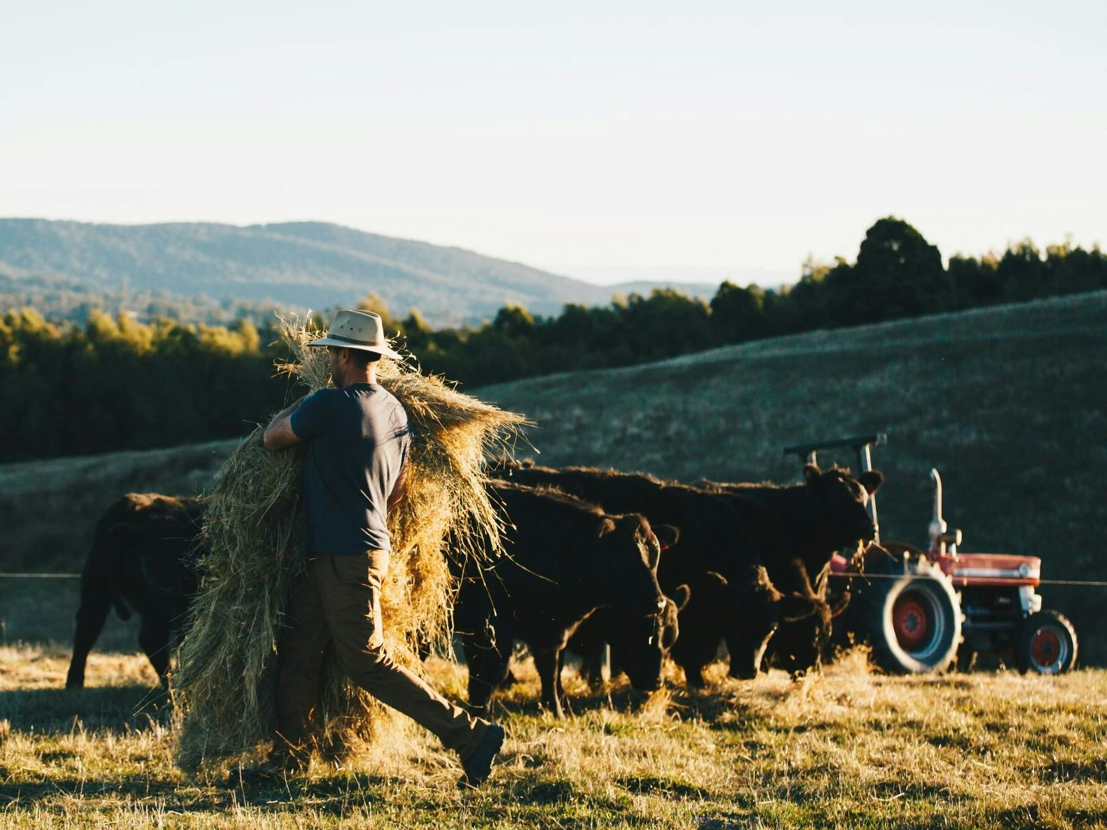 Man carrying hay with cows and tractor in background