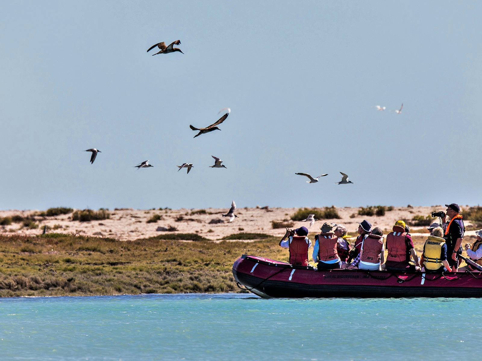 Xplorer Amongst Brown Booby Birds At Lacepede Islands
