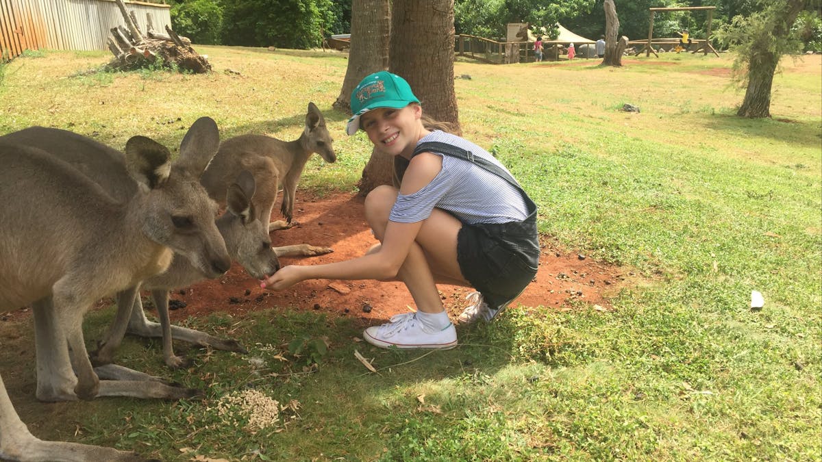 Kangaroo Feeding