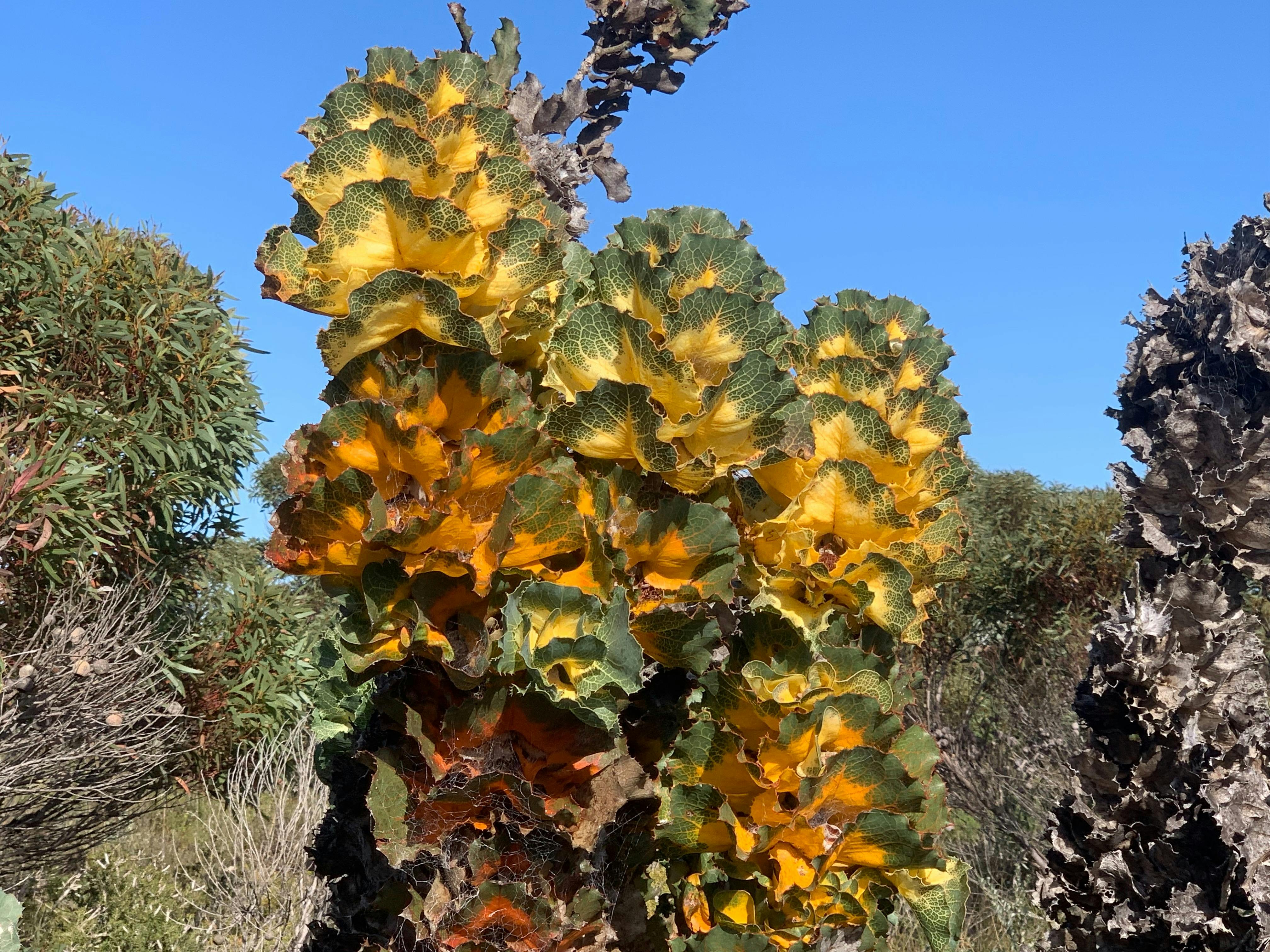 cabbage looking yellow and green plant