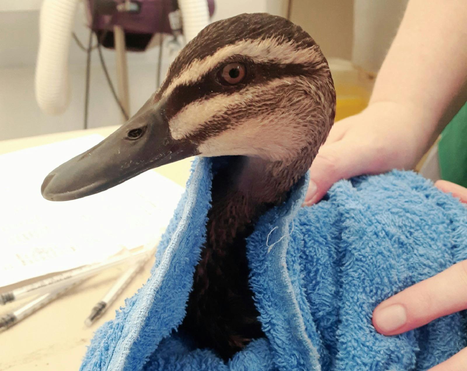 Kanyana Wildlife Rehabilitation Centre