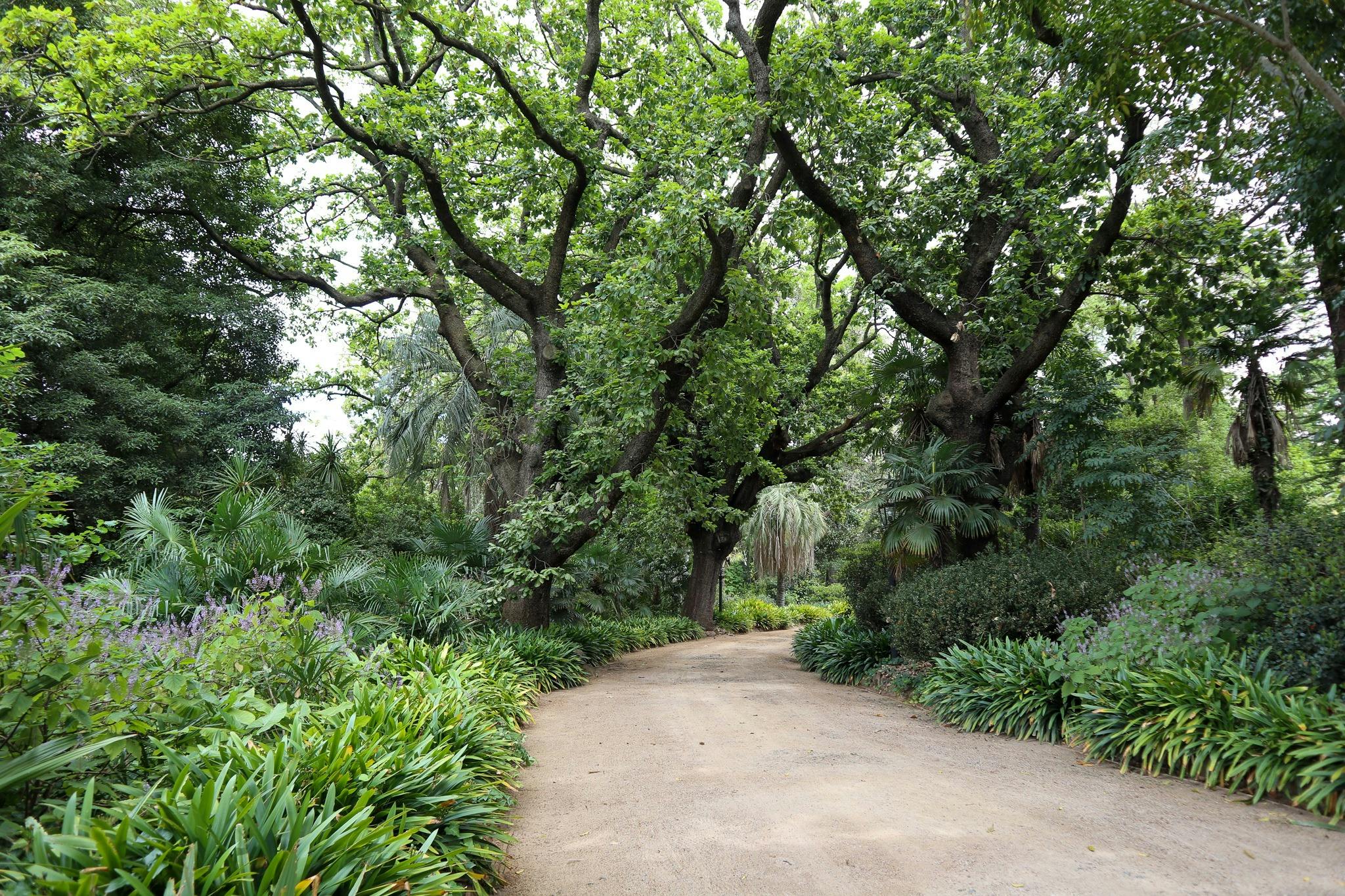 Significant Trees of Rippon Lea – Walking Tour