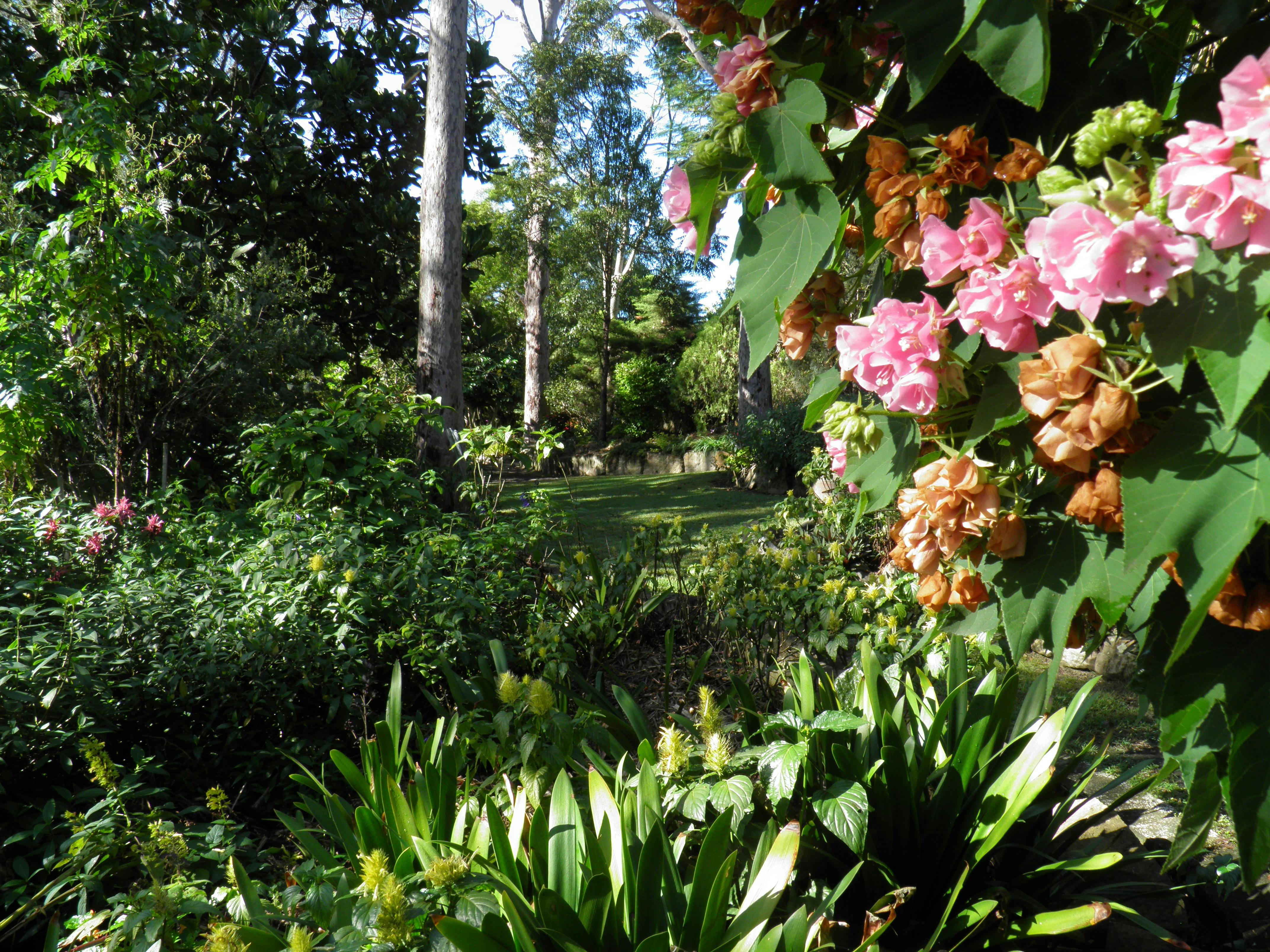 Dombeya