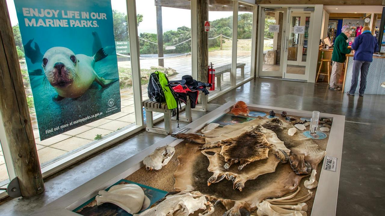 Sea lion interpretation