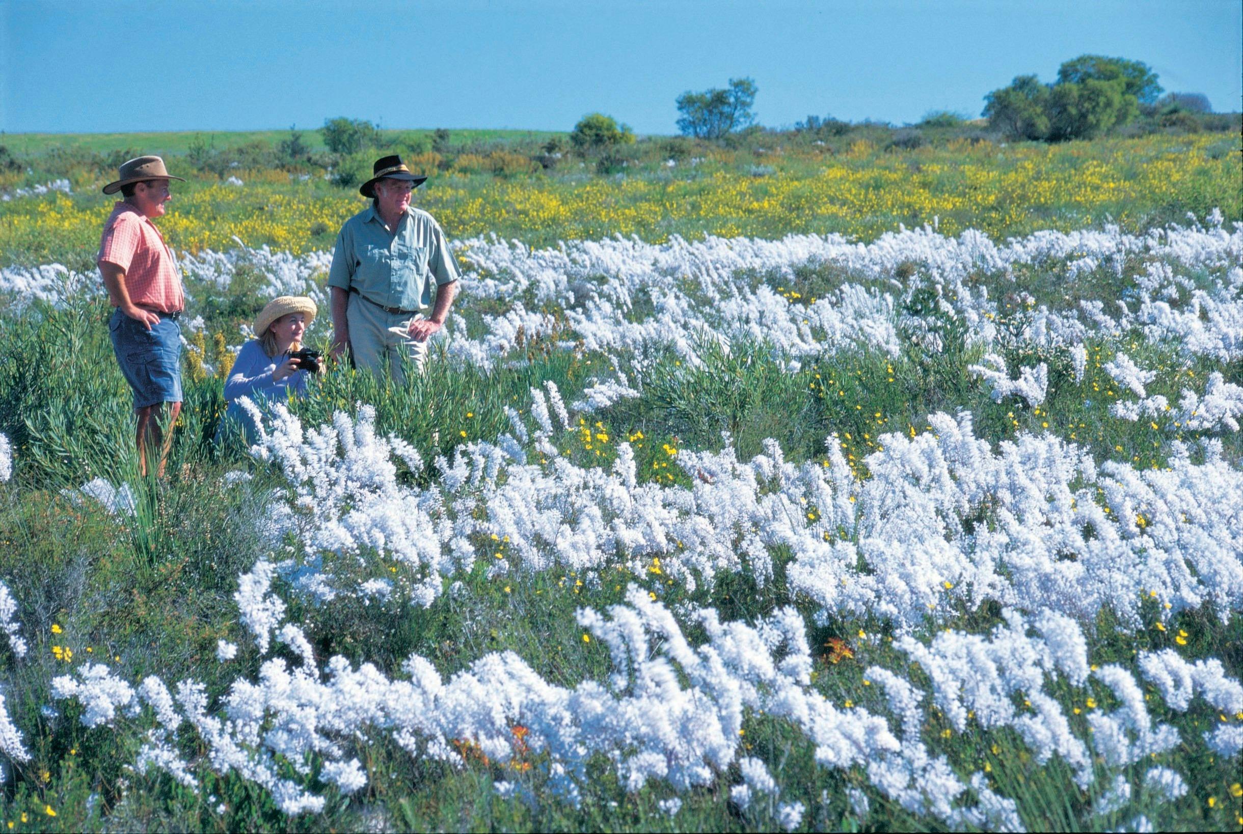 Everlastings Wildflower Trail, Eneabba, Western Australia