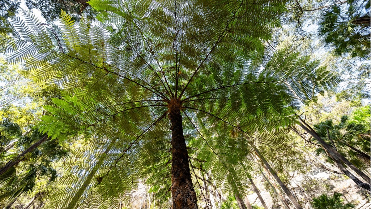 an image of a fern tree