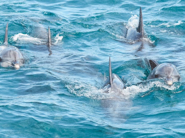 Small pod of Dolphins