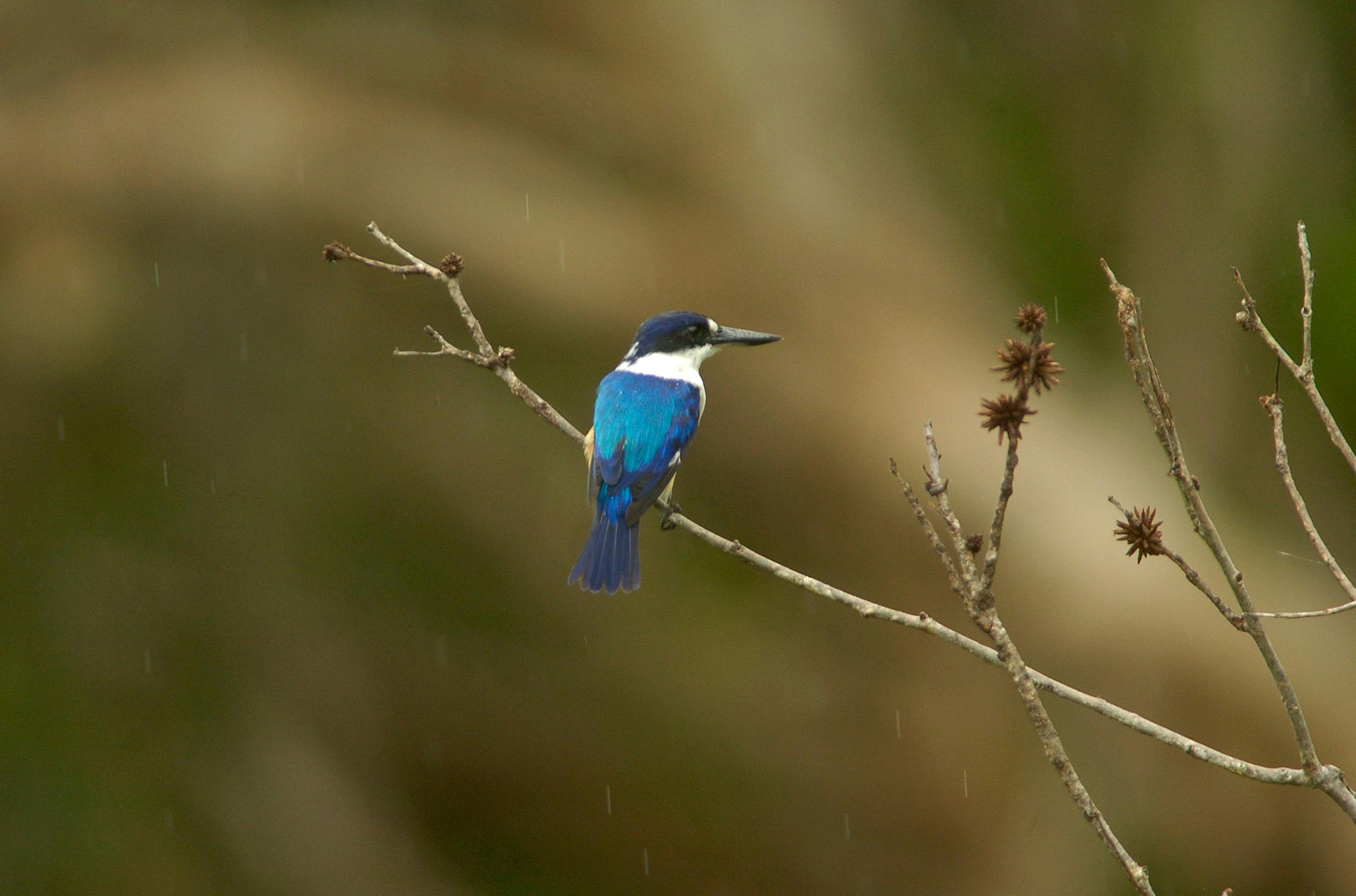 Bird on Magela Creek