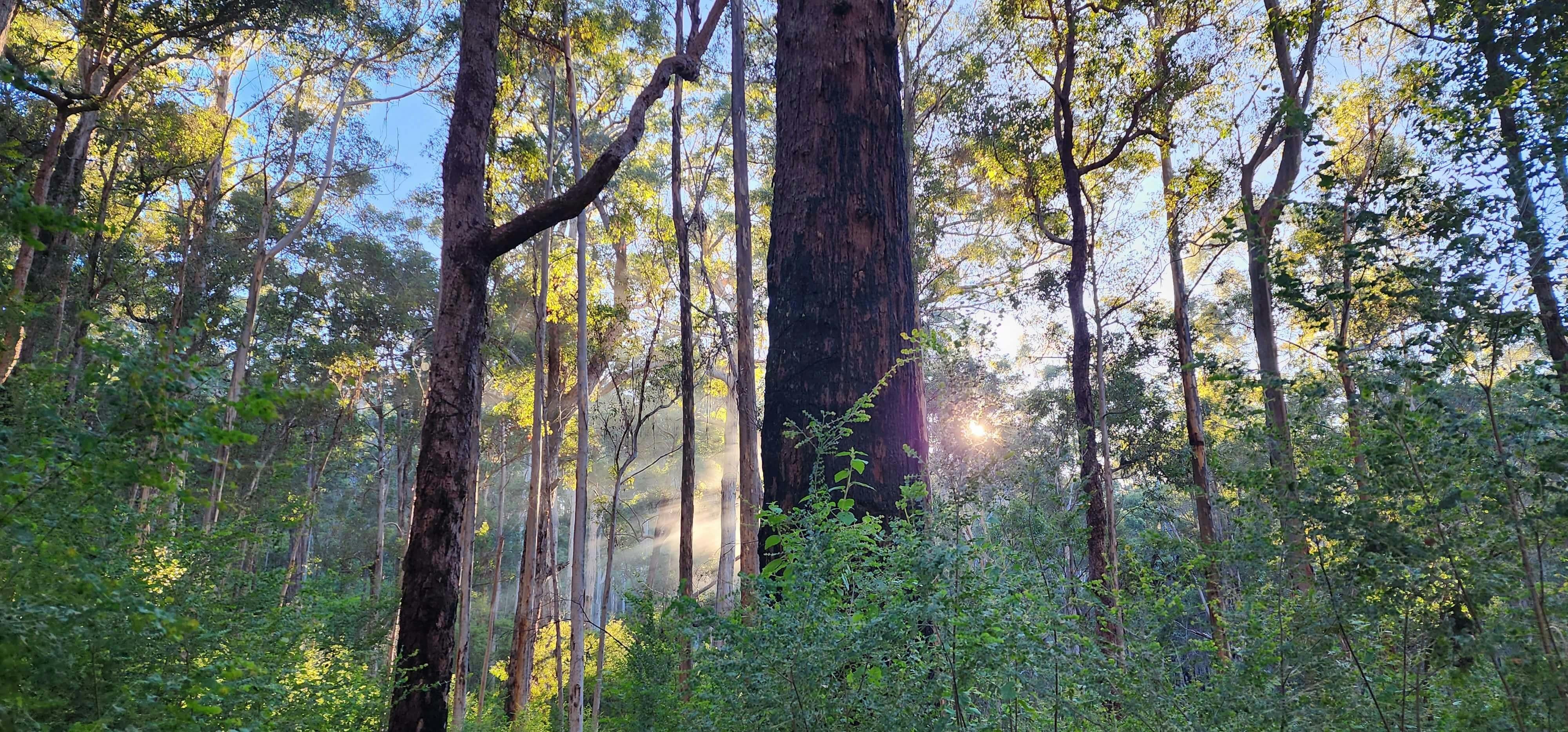 Bibbulmun Balingup – Donnelly River Pack & Camp 3 Day Hike