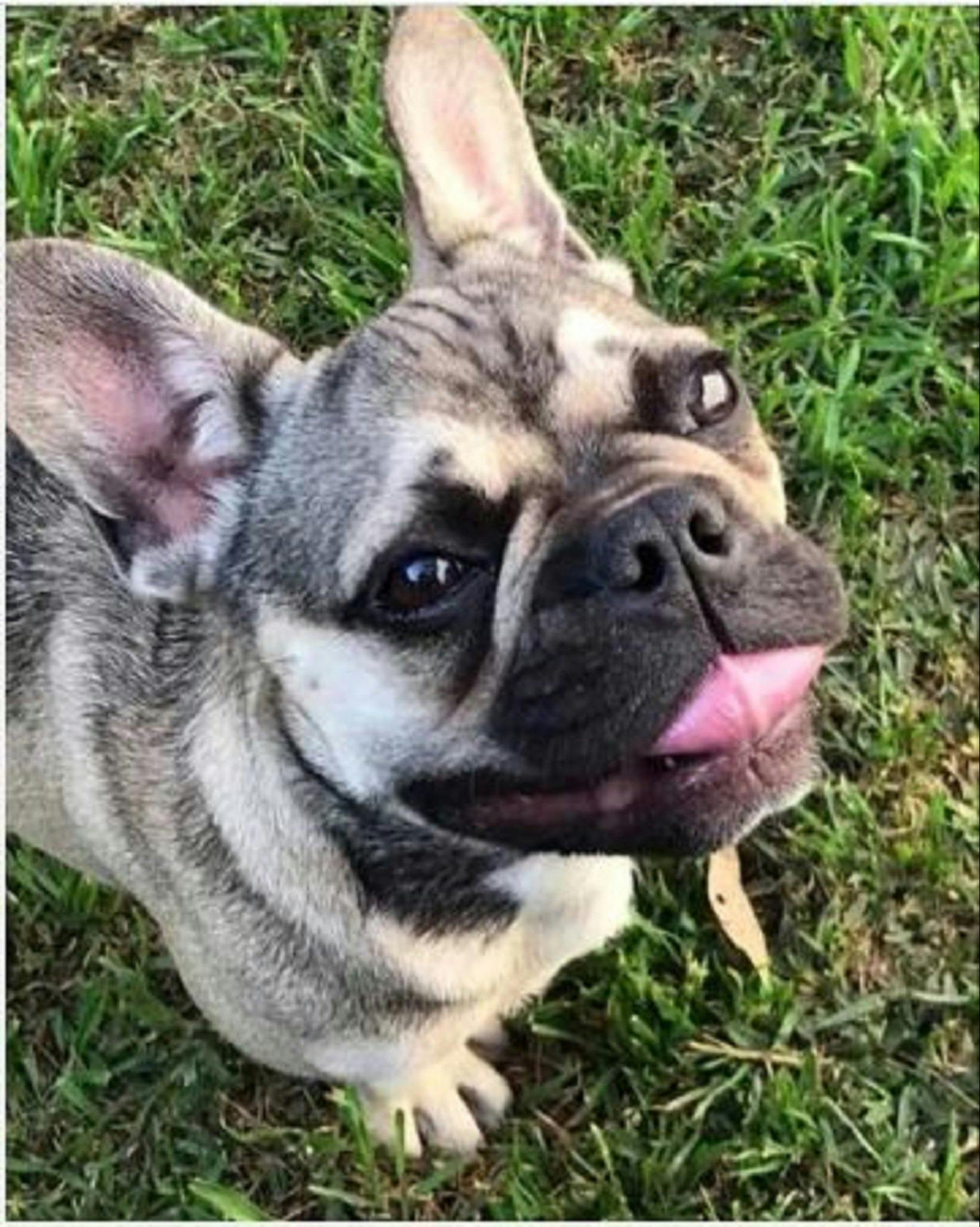 Skye Park Pet Resort and Day Spa