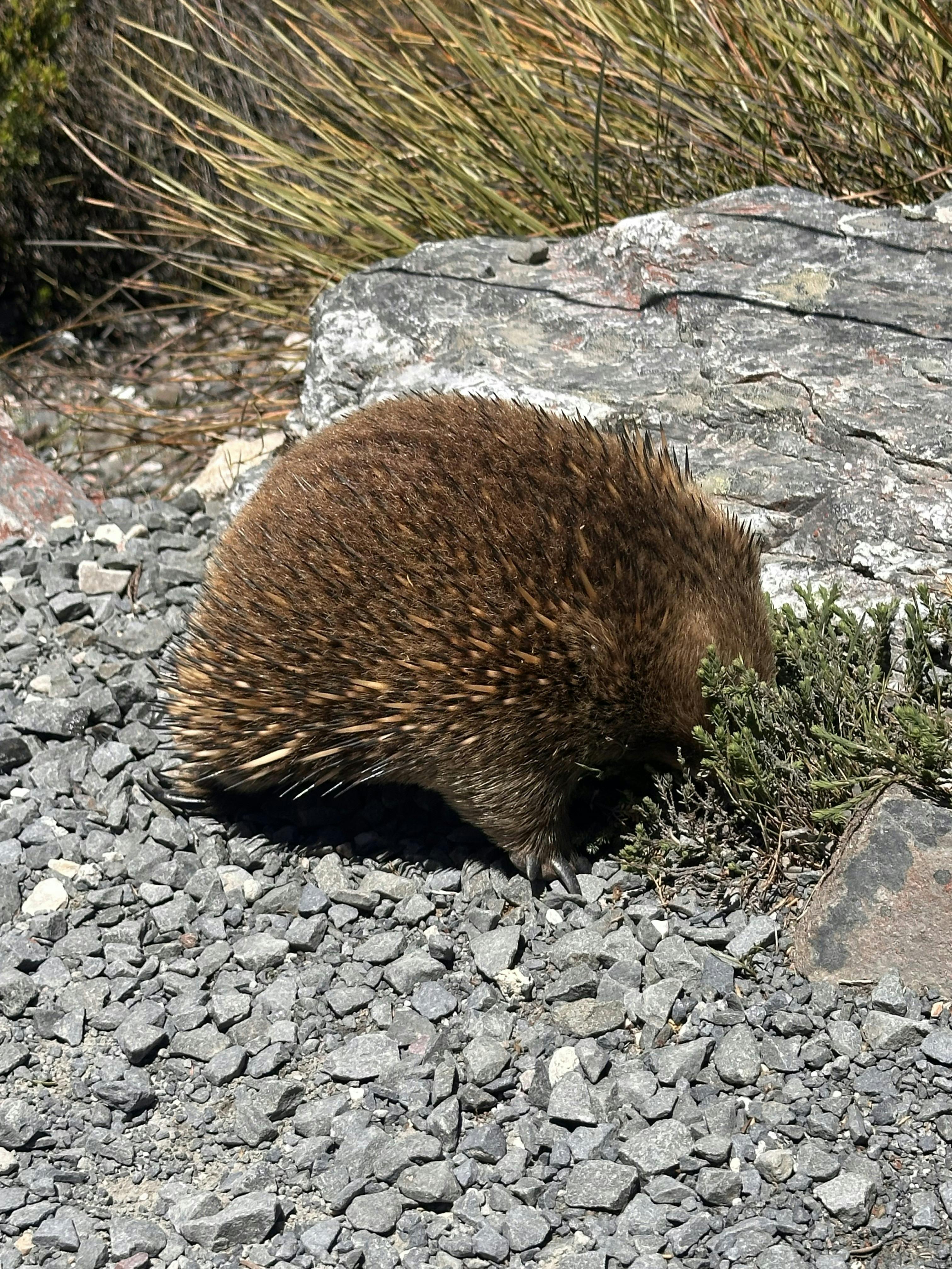 A shy echidna explores the rugged alpine terrain of Cradle Mountain.