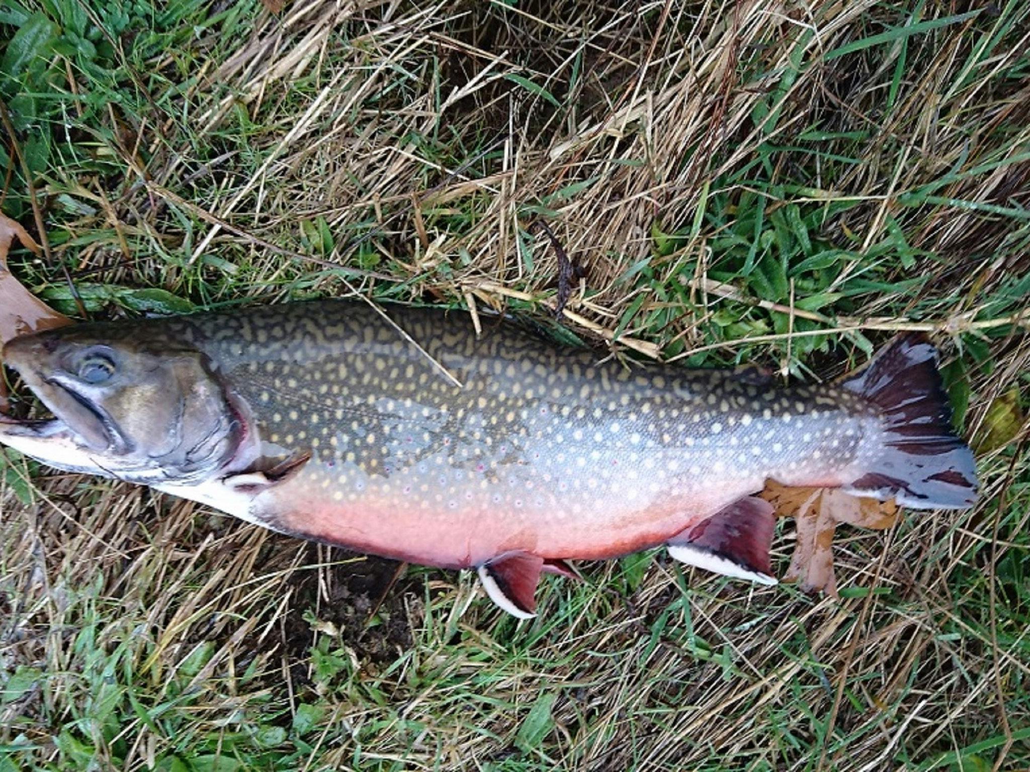 A fat brook trout from Riverdowns dam