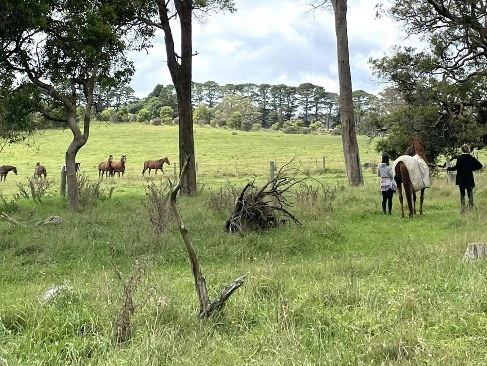 people and horse standing in grassed woodland overlooking  horses in paddock