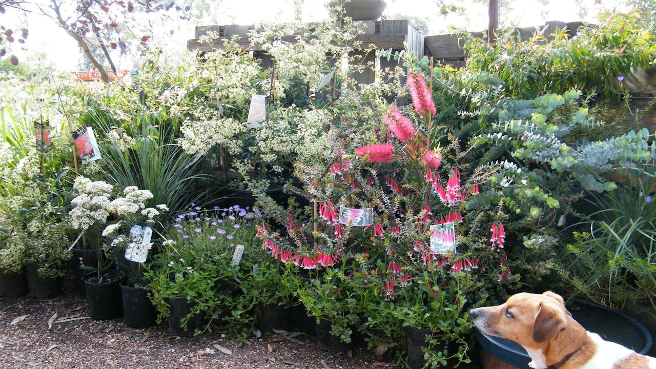 Scruffy checking out the range of native plants