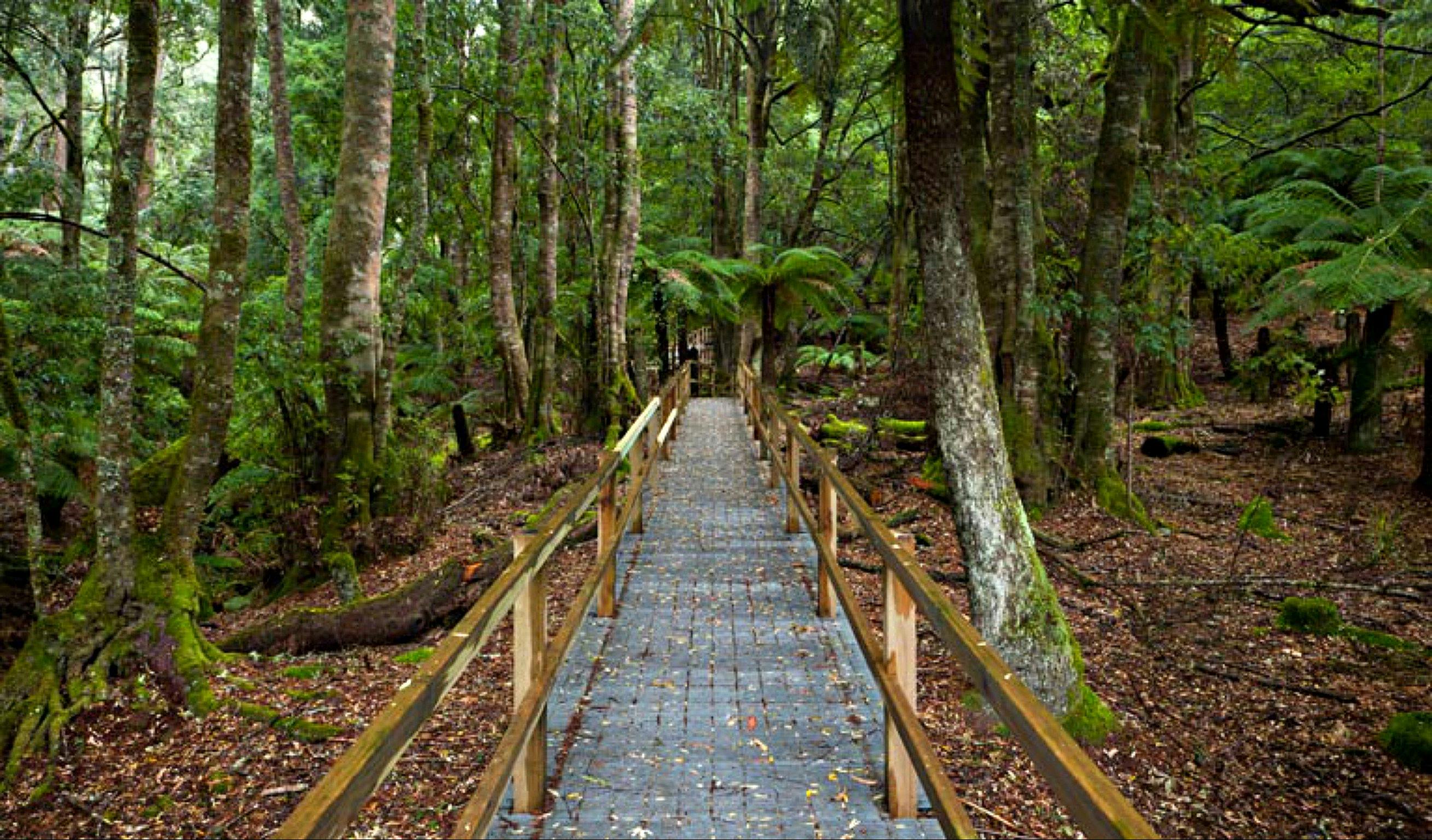 Penance Grove Walking Track NSW Holidays & Things to