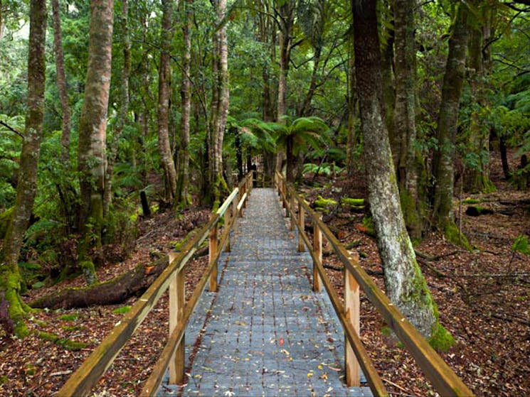 Penance Grove walking track boardwalk, Monga National Park. Photo: Lucas Boyd