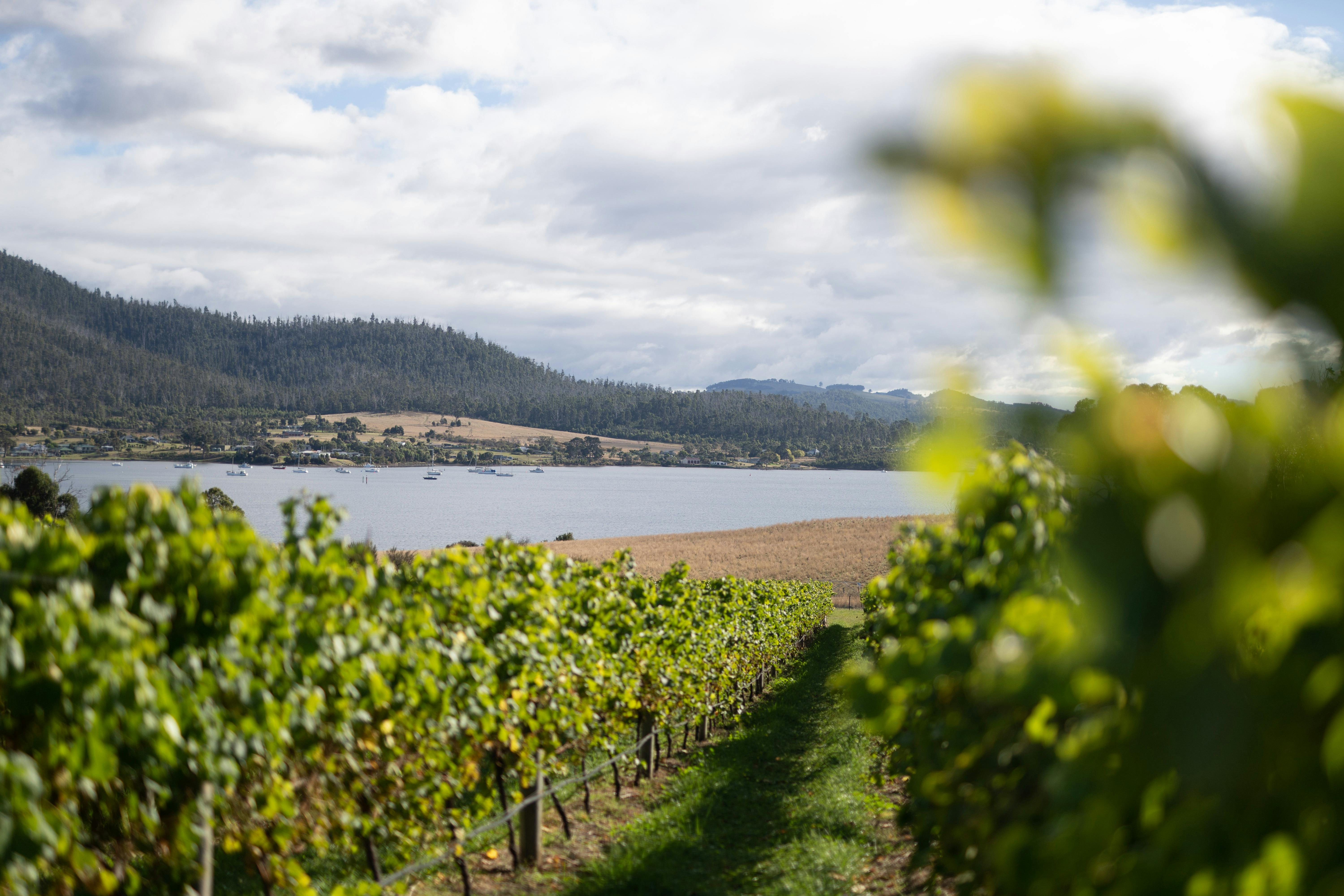 Enjoy wine and local produce in the vines overlooking the picturesque bay.
