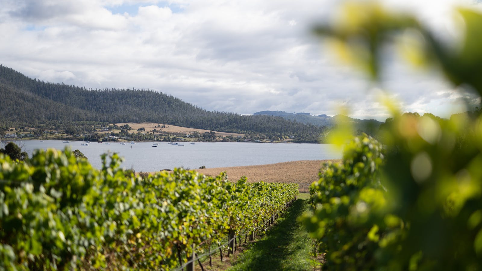 Bangor Vineyard Tour