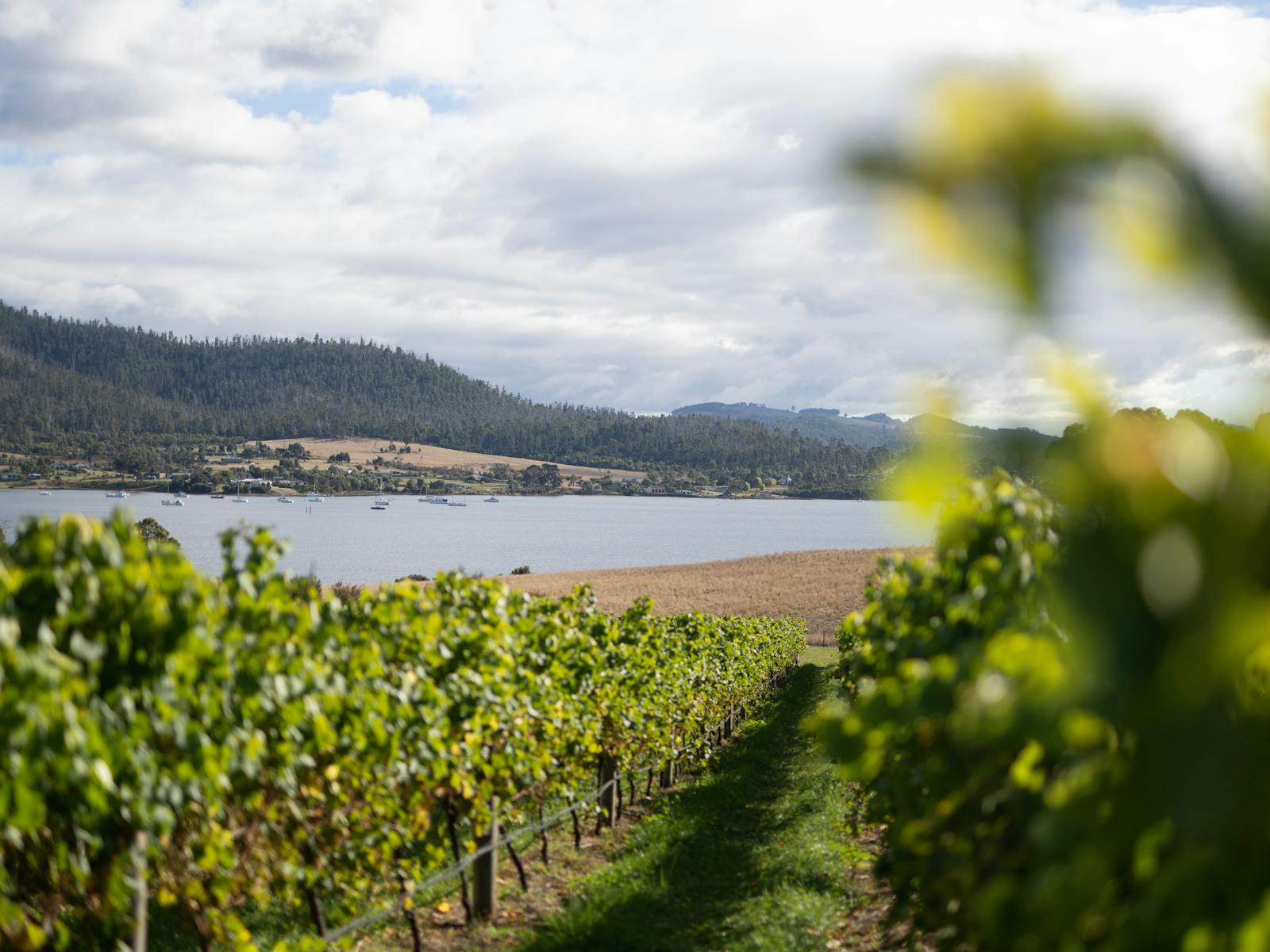 Enjoy wine and local produce in the vines overlooking the picturesque bay.