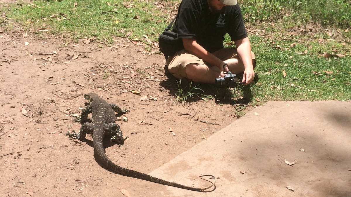 Lace monitor on Tamborine Mountain