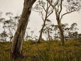 Mountaineer-Glowang trail