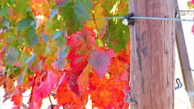 Beechworth Wine Estates
