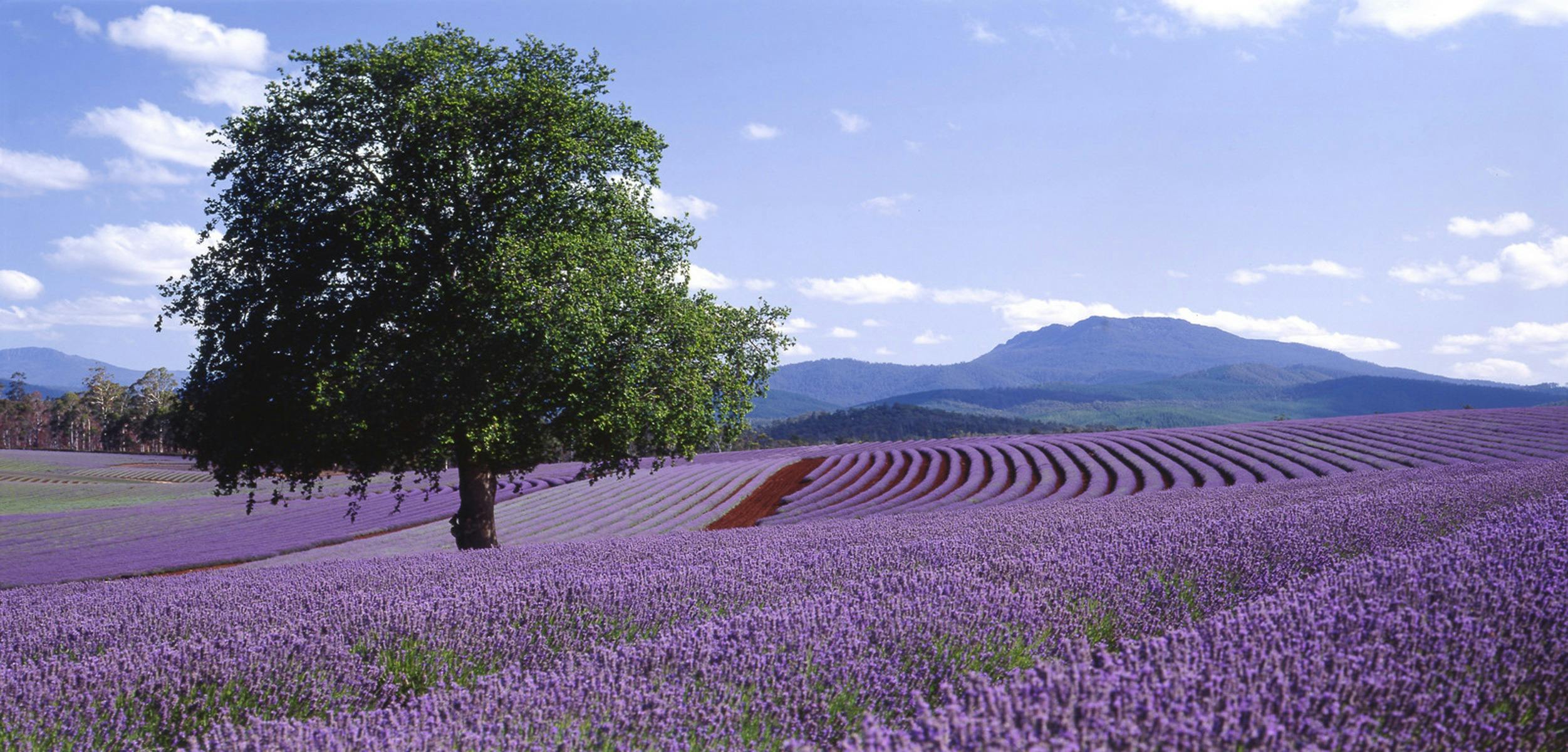 Fields of lavender ready for harvest at Bridestowe