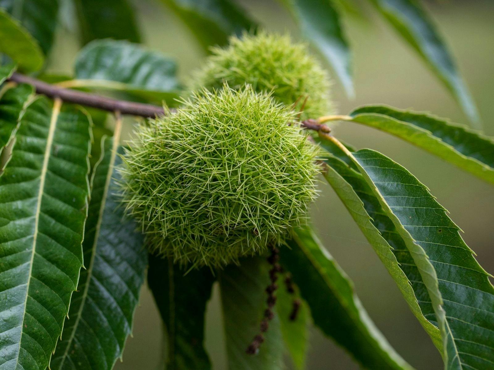 Nuts Growing