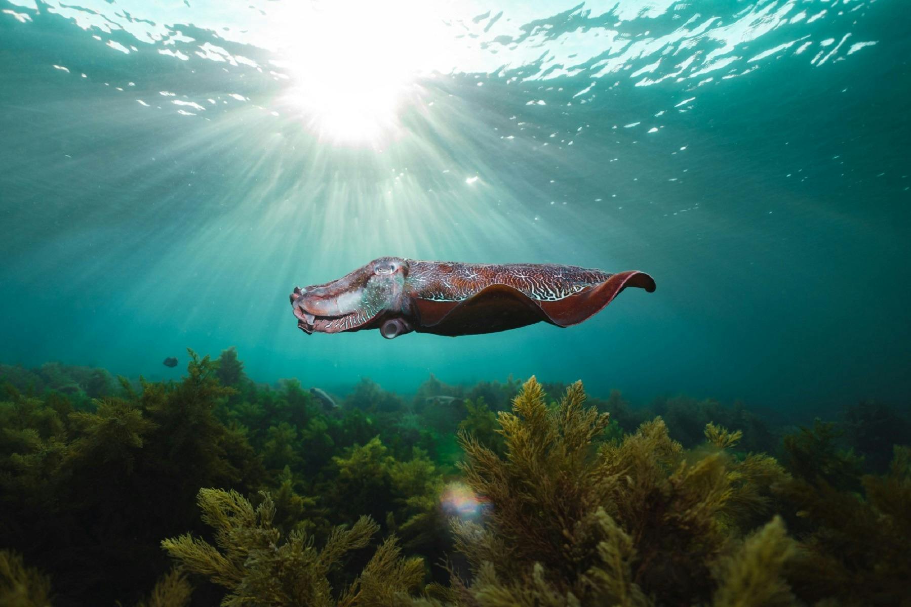 Lone Giant Cuttlefish with sun shining through the water