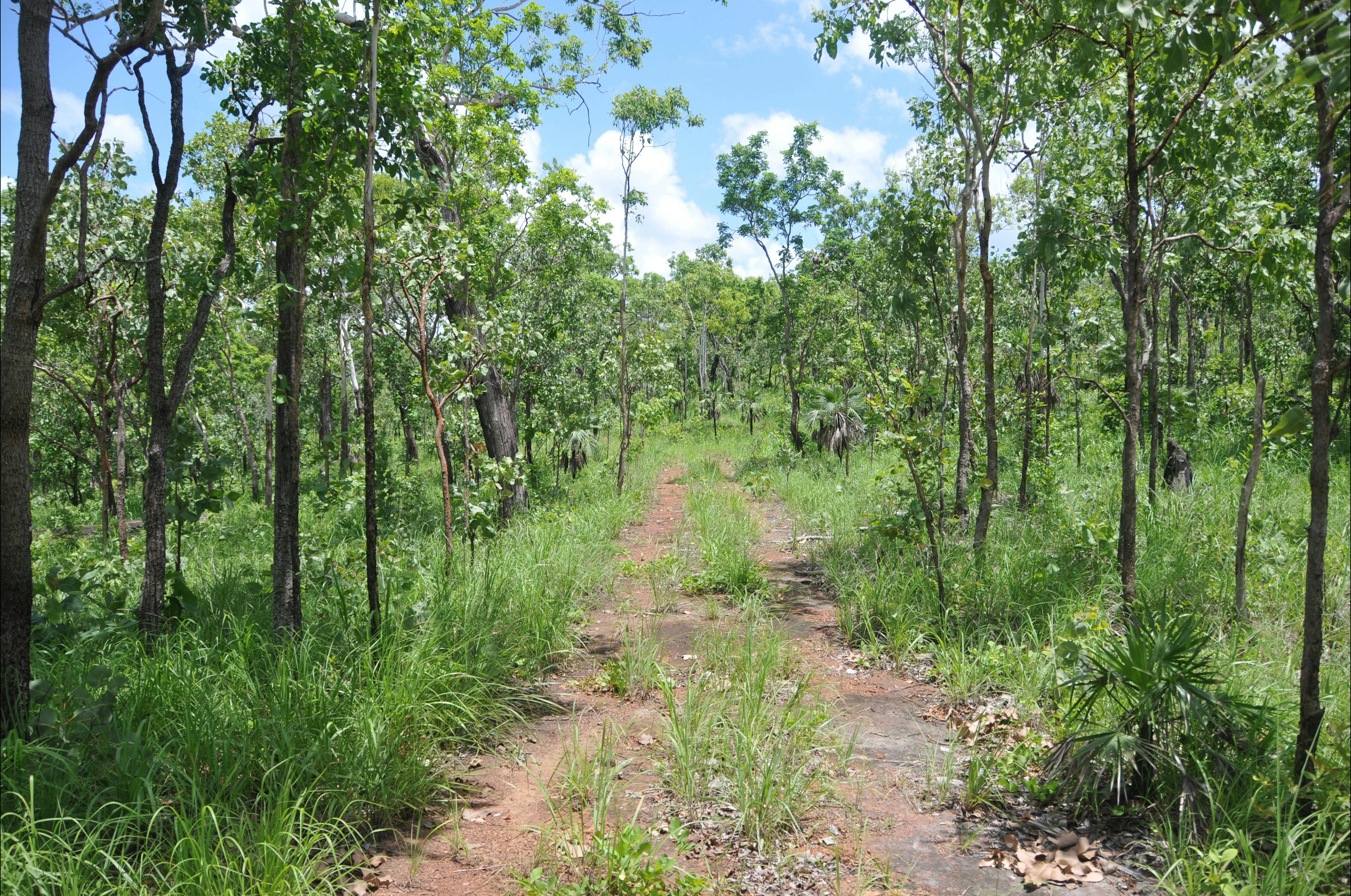 Service track running through the site from Batchelor Road.