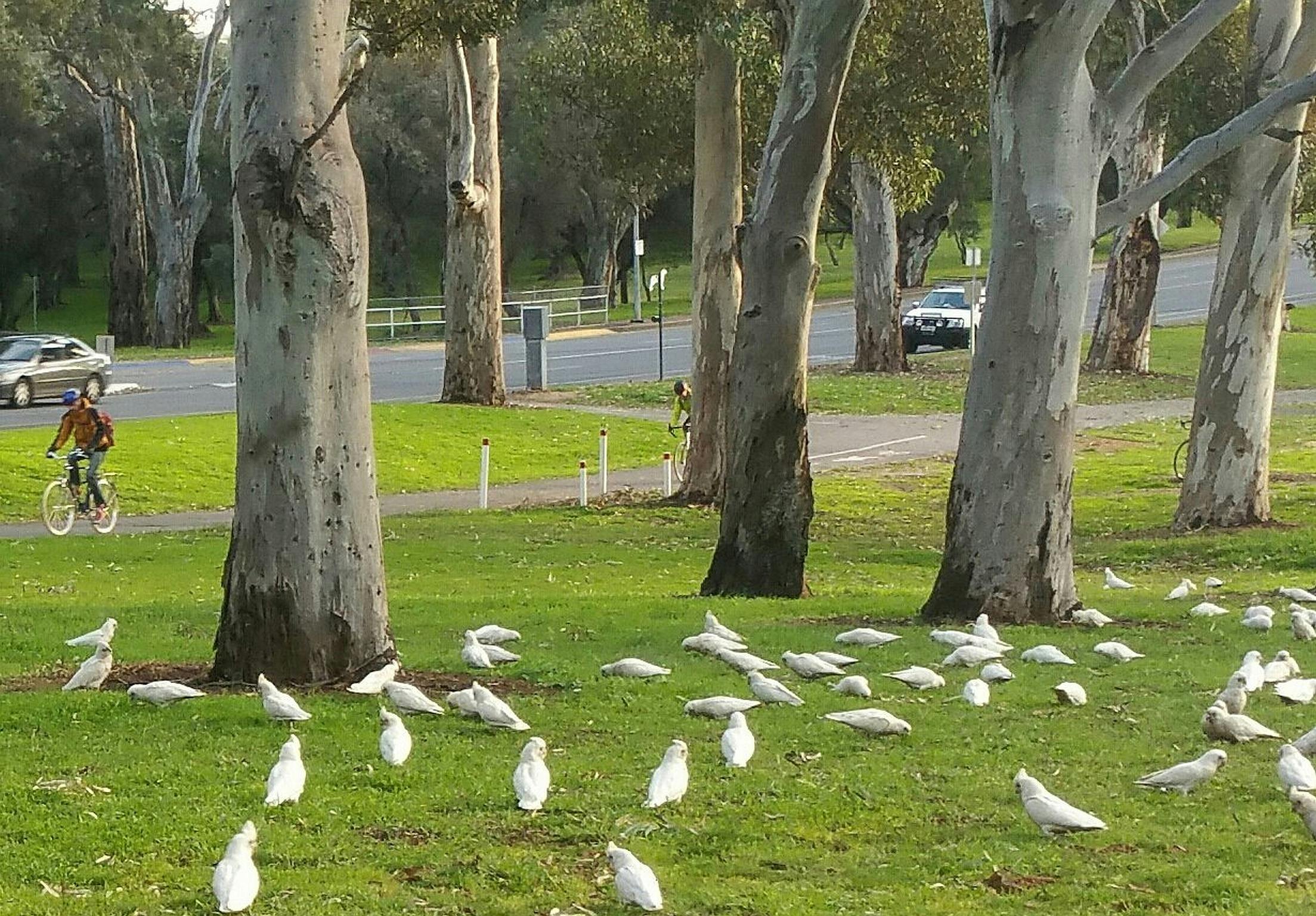 Guided walk through King Rodney Park / Ityamai-itpina (Park 15)