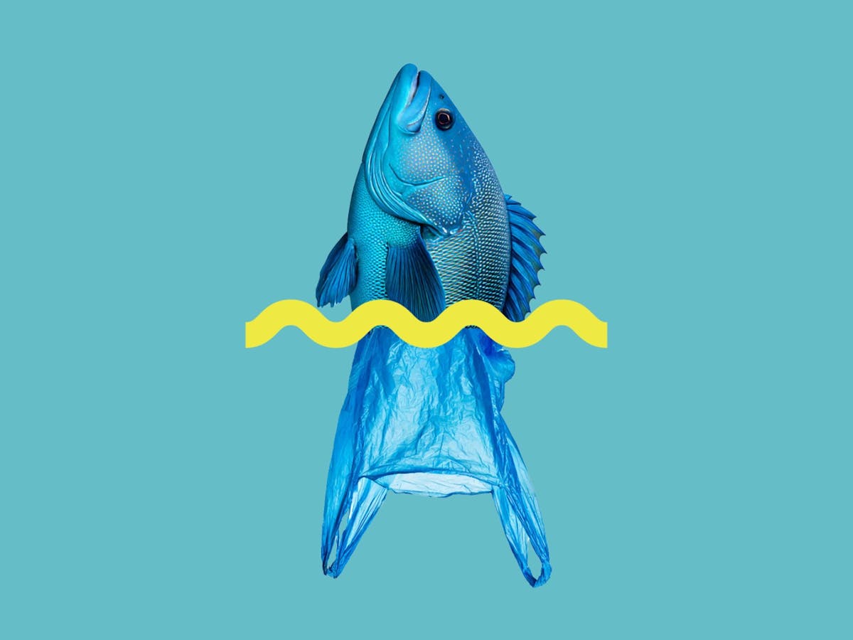 Illustration of the head of a fish and a plastic bag is the tail.