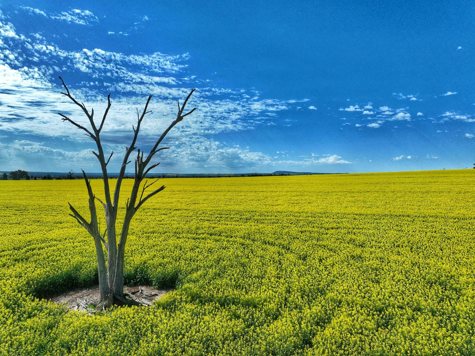 Cowra Self Drive Canola Trail